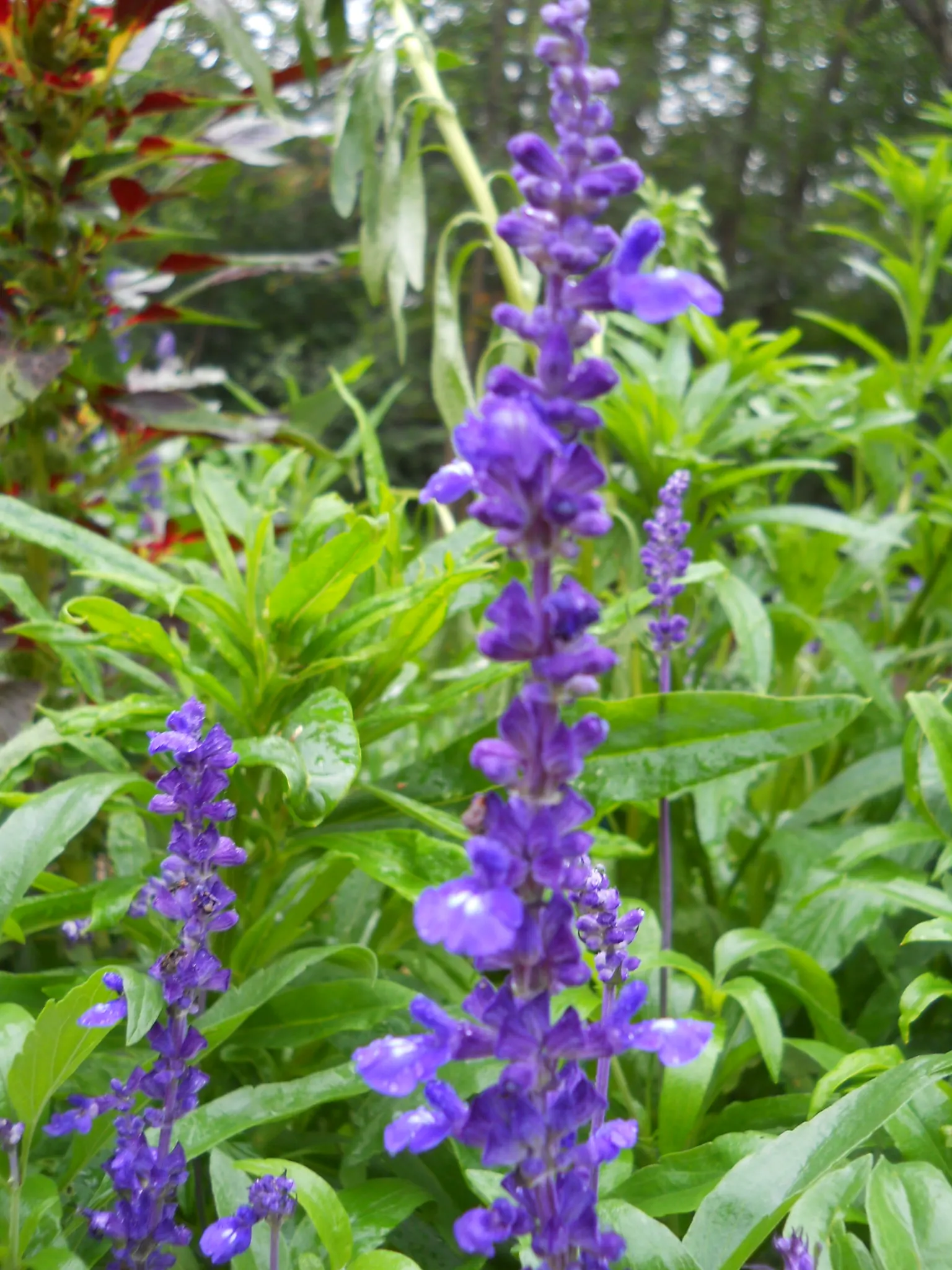 Mealycup Sage (Salvia Farinacea) — These tubular flowers are not only visually striking but also attract a variety of pollinators