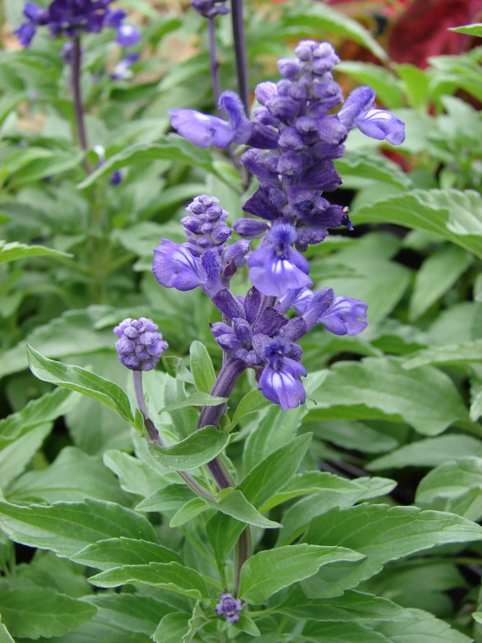 Mealycup Sage (Salvia Farinacea) — including hummingbirds and butterflies