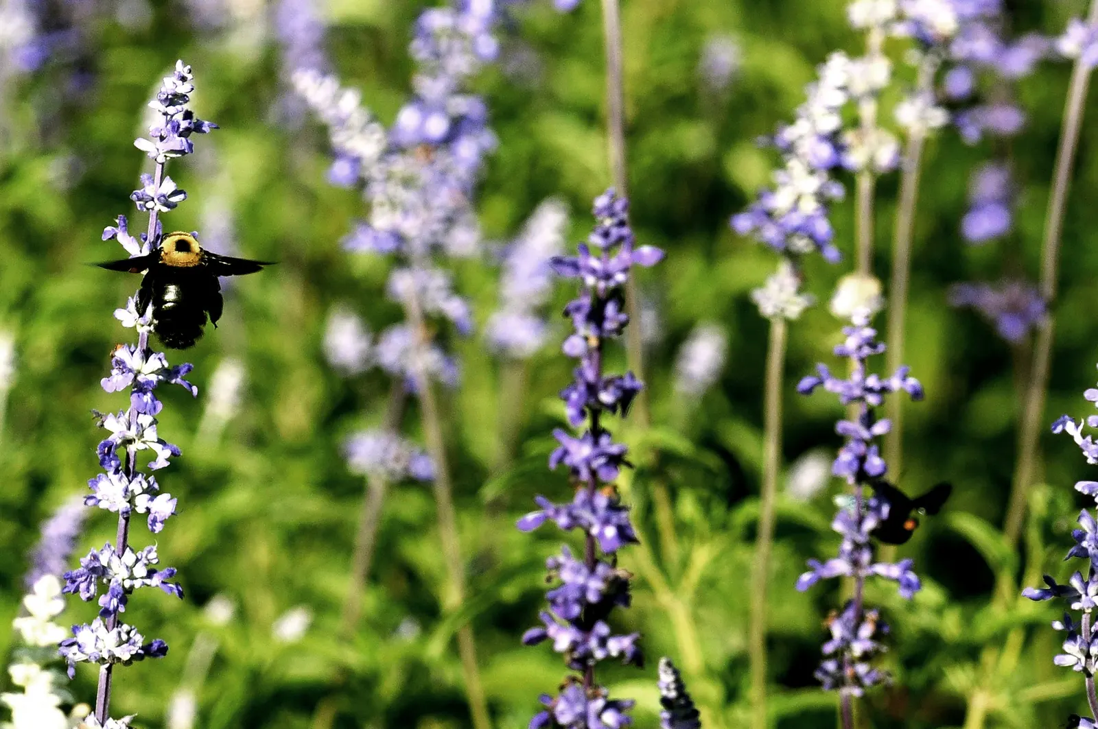 Mealycup Sage (Salvia Farinacea) — Drought-tolerant once established, it attracts pollinators, enhancing garden biodiversity; salvia farinacea, image 81