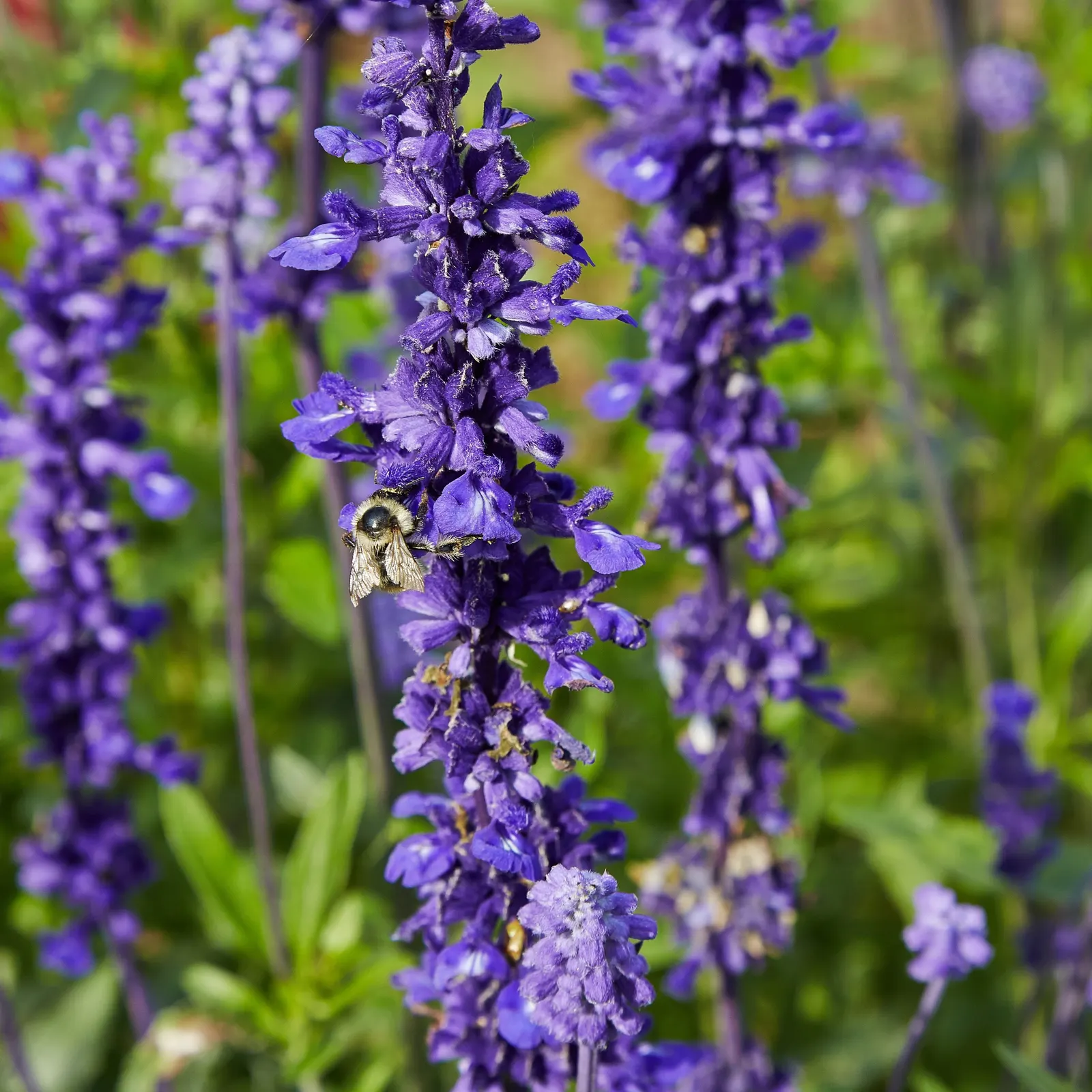 Mealycup Sage (Salvia Farinacea) — The plant typically grows to a height of 1.5 to 3 feet with a spread of 1 to 2 feet; annual with blue and violet blooms