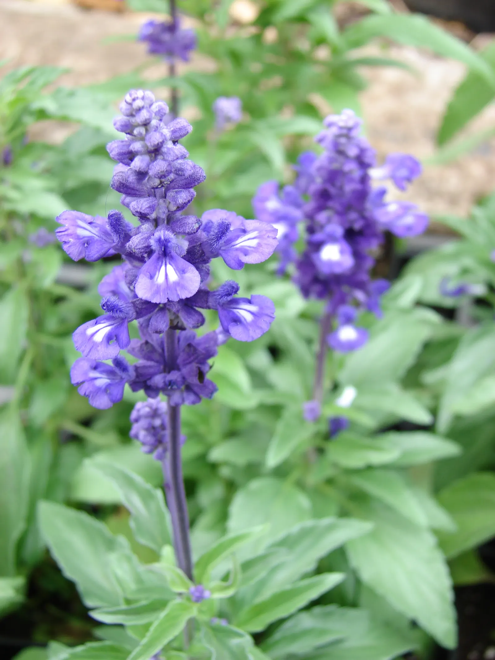 Mealycup Sage (Salvia Farinacea) — annual with blue and violet blooms