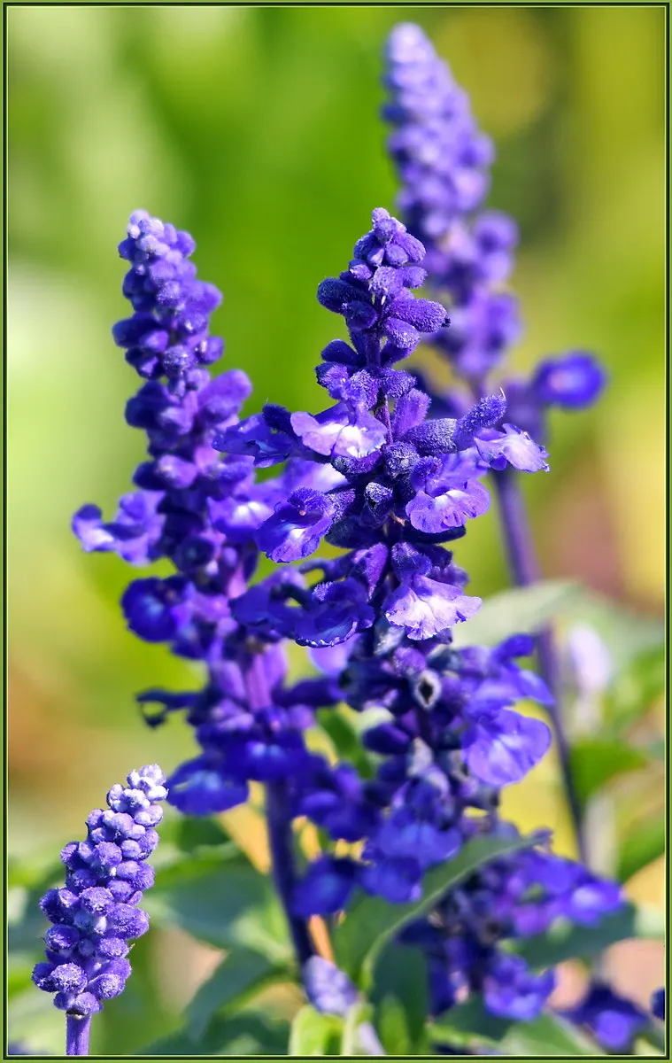 Mealycup Sage (Salvia Farinacea) — Salvia farinacea, commonly known as Mealycup Sage, is an herbaceous perennial; its flowering season spans from late spring