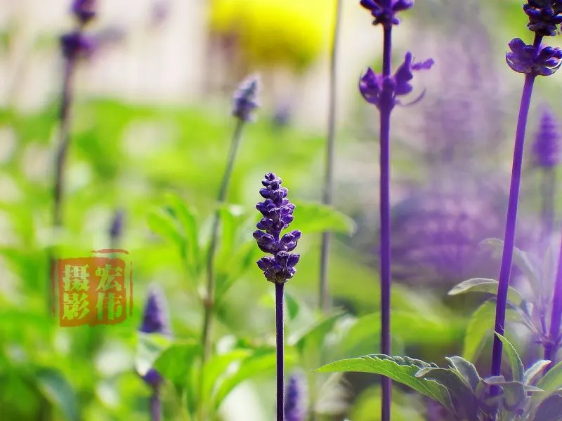 Mealycup Sage (Salvia Farinacea) — distinguished by its elongated flower spikes dusted with a mealy white; hence the name "Mealycup", image 59