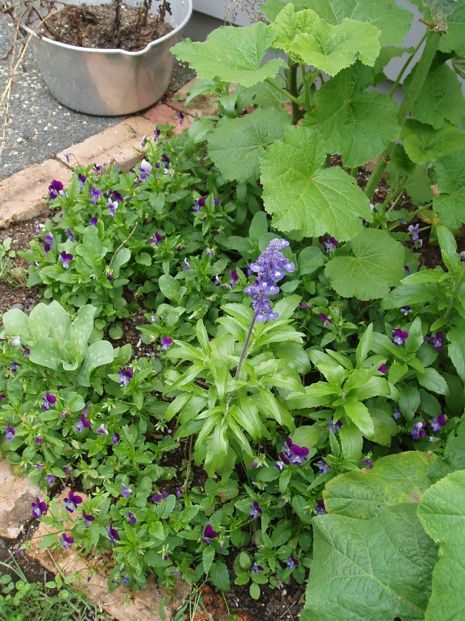 Mealycup Sage (Salvia Farinacea) — blue and violet flowers in the garden; it\'s a member of the mint family