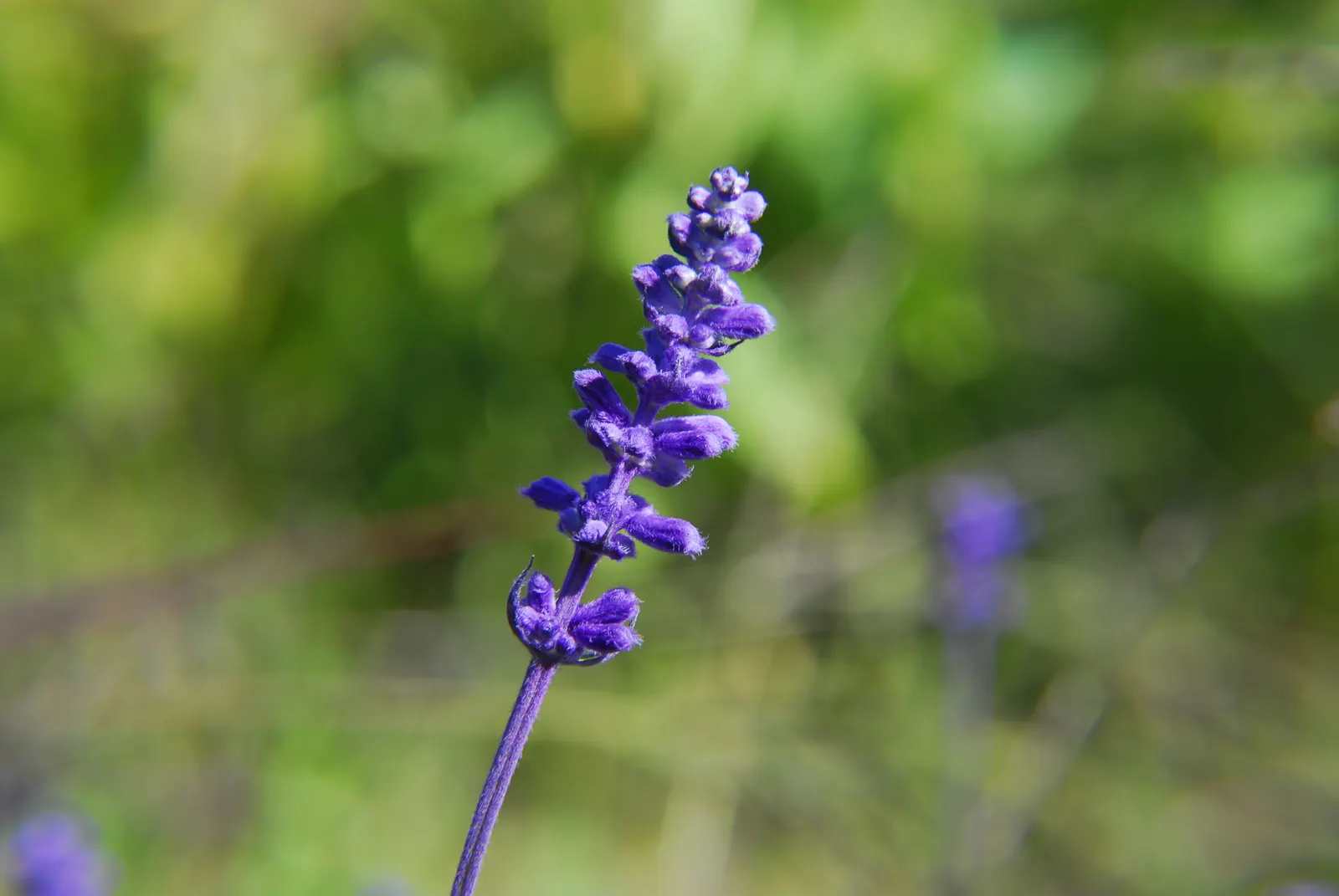 Mealycup Sage (Salvia Farinacea) — or as accent specimens in container gardens.<br><br>Preferring full sun to partial shade, image 38