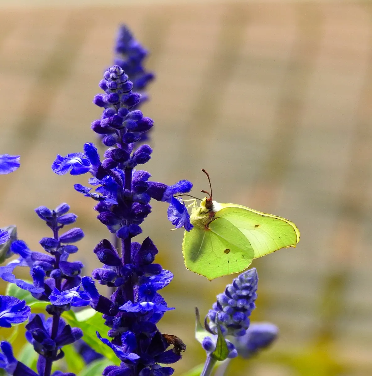 Mealycup Sage (Salvia Farinacea) — Regular deadheading will promote continuous blooming and maintain a tidy appearance; adding dynamic life to the, image 71