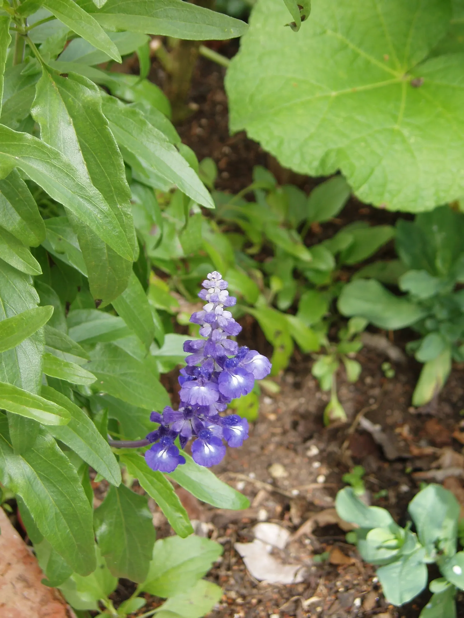 Mealycup Sage (Salvia Farinacea) — Drought-tolerant once established, it attracts pollinators, enhancing garden biodiversity; salvia farinacea, image 56