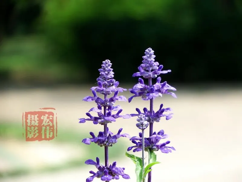 Mealycup Sage (Salvia Farinacea) — consider mass plantings of Mealycup Sage spaced approximately 12 to 18 inches apart; making it an excellent choice for
