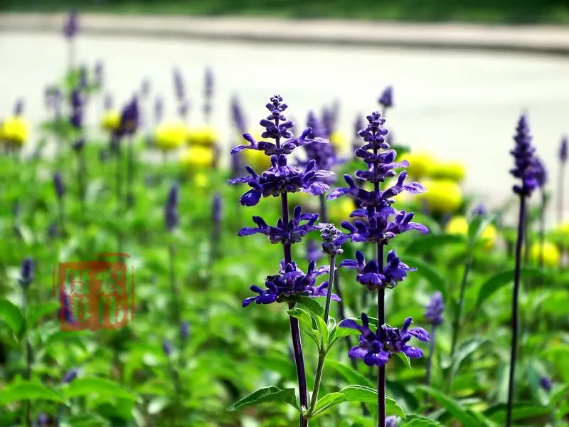 Mealycup Sage (Salvia Farinacea) — Salvia farinacea, commonly known as Mealycup Sage, is an herbaceous perennial; its flowering season spans from, image 51