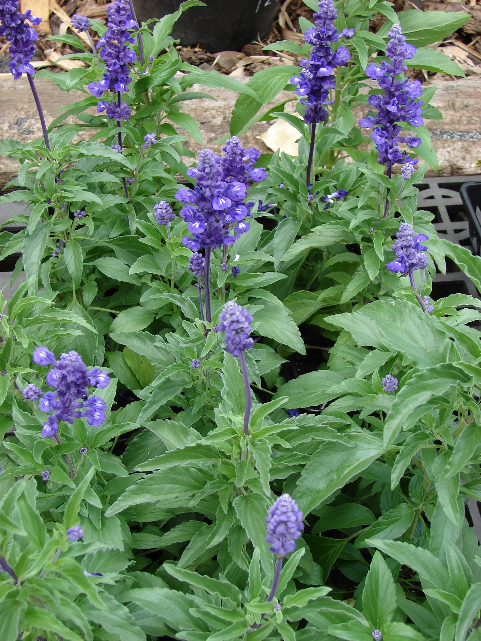Mealycup Sage (Salvia Farinacea) — The plant typically grows to a height of 1.5 to 3 feet with a spread of 1 to 2 feet
