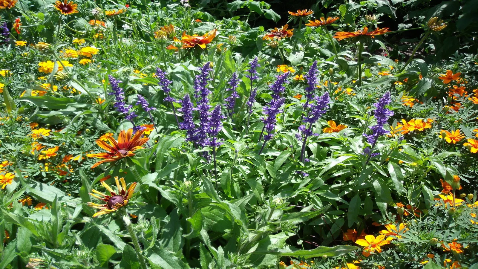 Mealycup Sage (Salvia Farinacea) — making it an excellent choice for mid-border plantings; drought-tolerant once established, it attracts pollinators