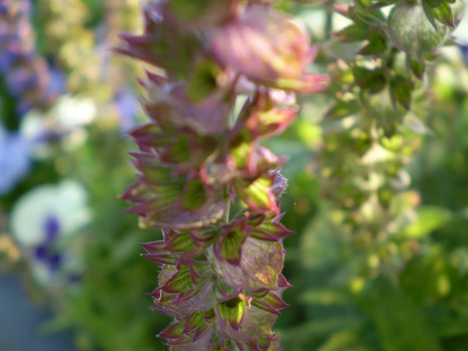 Mealycup Sage (Salvia Farinacea) — adding dynamic life to the landscape.<br><br>For maximum visual impact