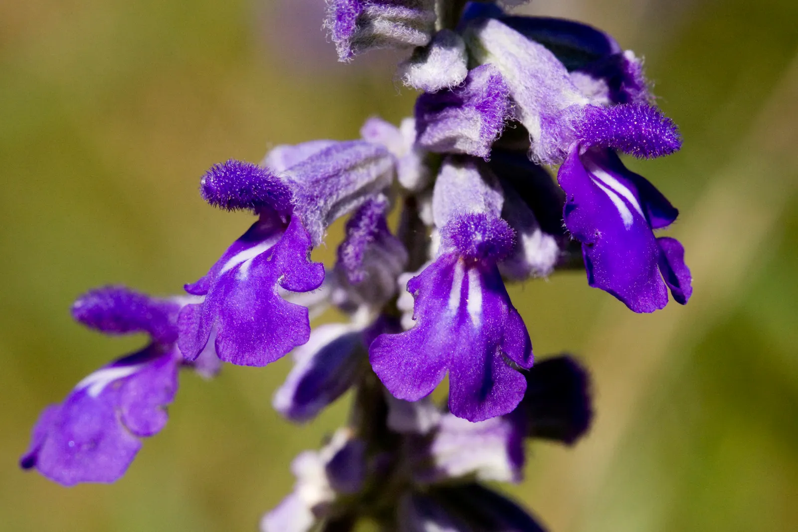 Mealycup Sage (Salvia Farinacea) — blue and violet flowers in the garden; it\'s a member of the mint family, image 73