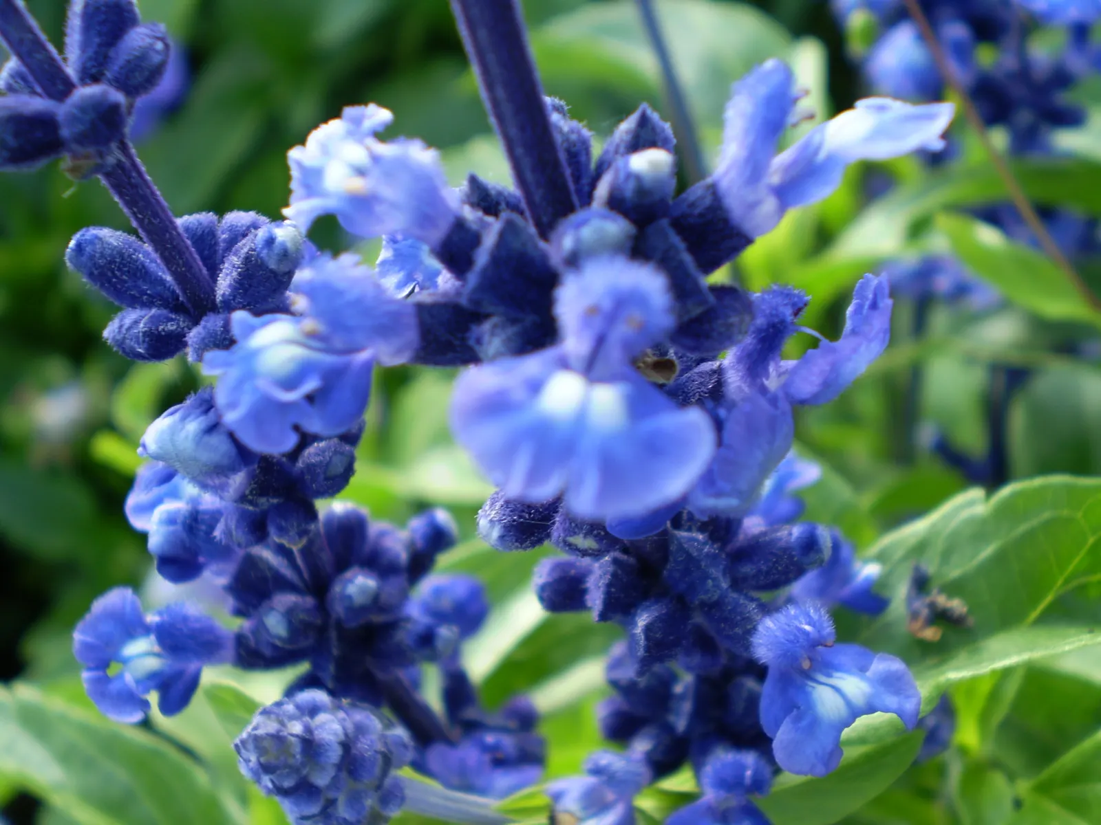Mealycup Sage (Salvia Farinacea) — making it an excellent choice for mid-border plantings; drought-tolerant once established, it attracts, image 87