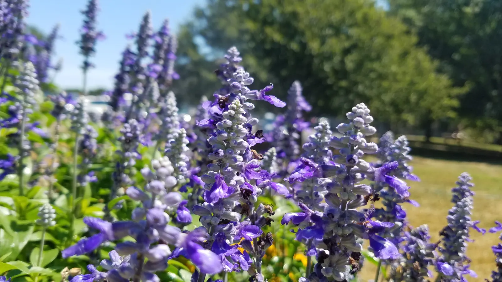 Mealycup Sage (Salvia Farinacea) — Salvia farinacea thrives in well-drained soils and is relatively drought-tolerant once established; consider, image 64