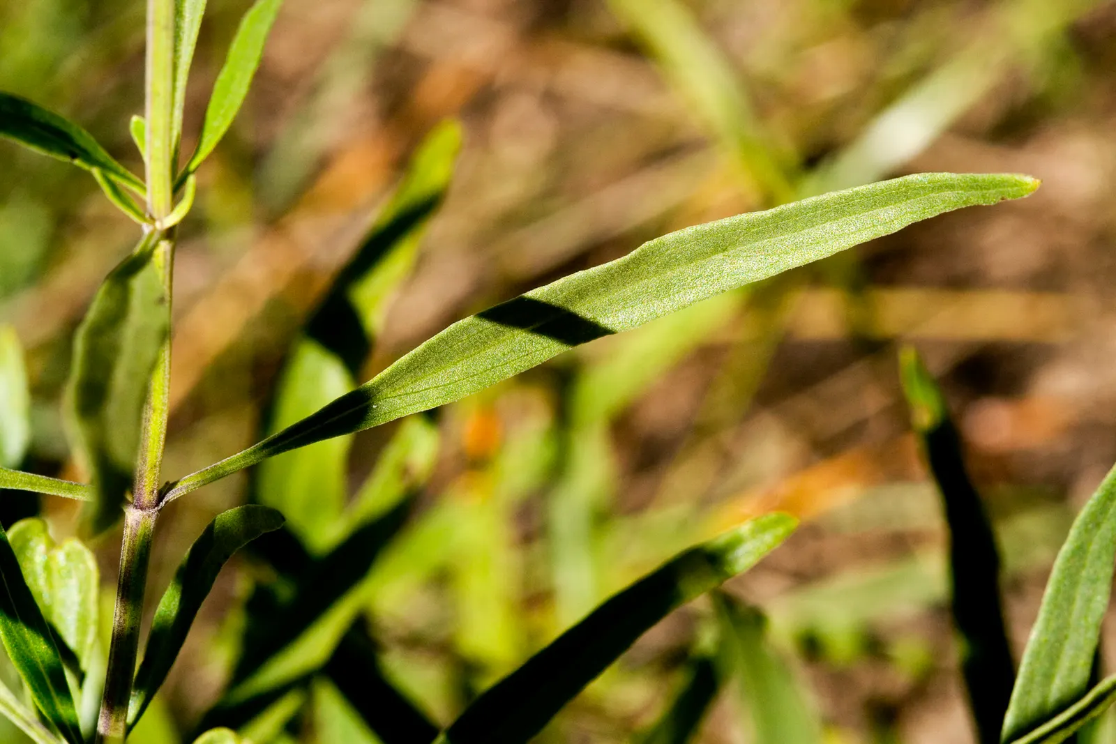 Mealycup Sage (Salvia Farinacea) — distinguished by its elongated flower spikes dusted with a mealy white