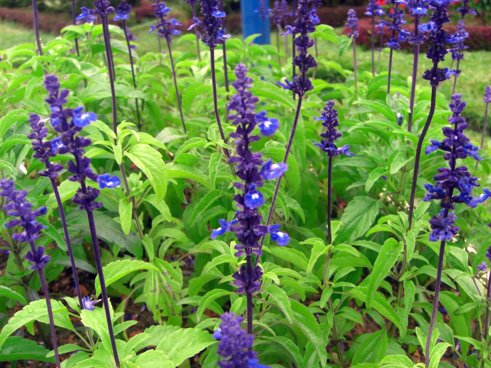 Mealycup Sage (Salvia Farinacea) — annual with blue and violet blooms; its flower spikes emerge in late spring and can last into the fall