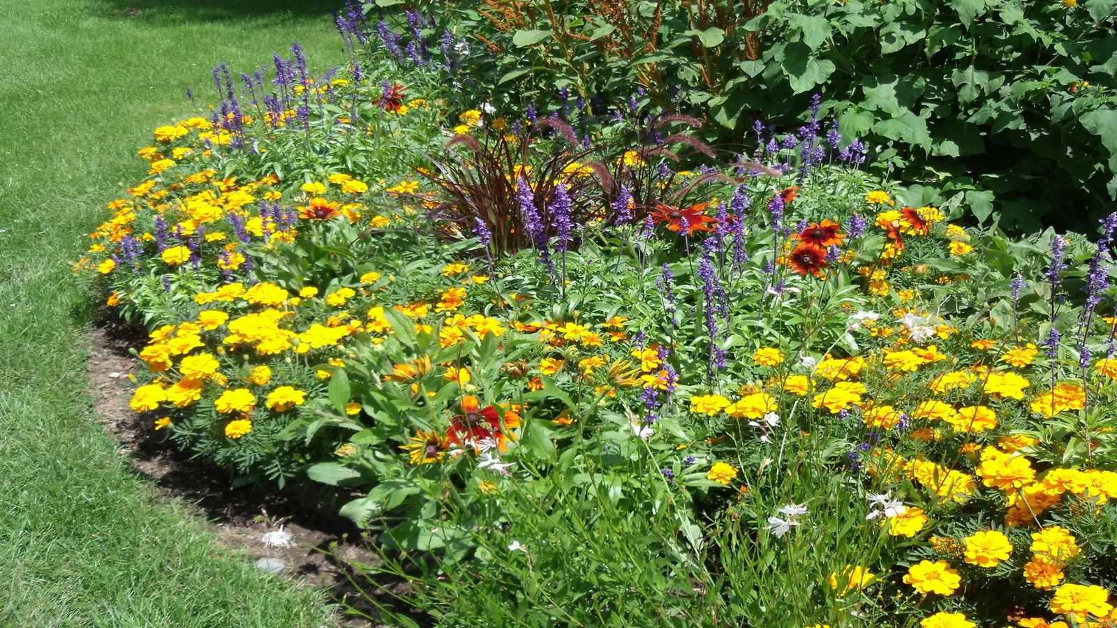 Mealycup Sage (Salvia Farinacea) — or as accent specimens in container gardens.<br><br>Preferring full sun to partial shade, image 88
