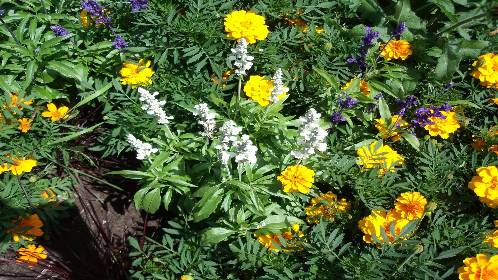 Mealycup Sage (Salvia Farinacea) — consider mass plantings of Mealycup Sage spaced approximately 12 to 18 inches apart; making it an excellent, image 70
