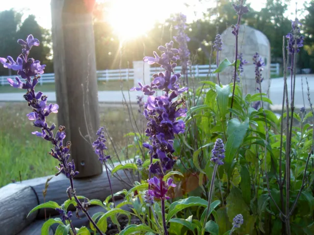 Mealycup Sage (Salvia Farinacea) — is a striking perennial that is well-suited for adding vibrant color and texture to your garden landscape; regular