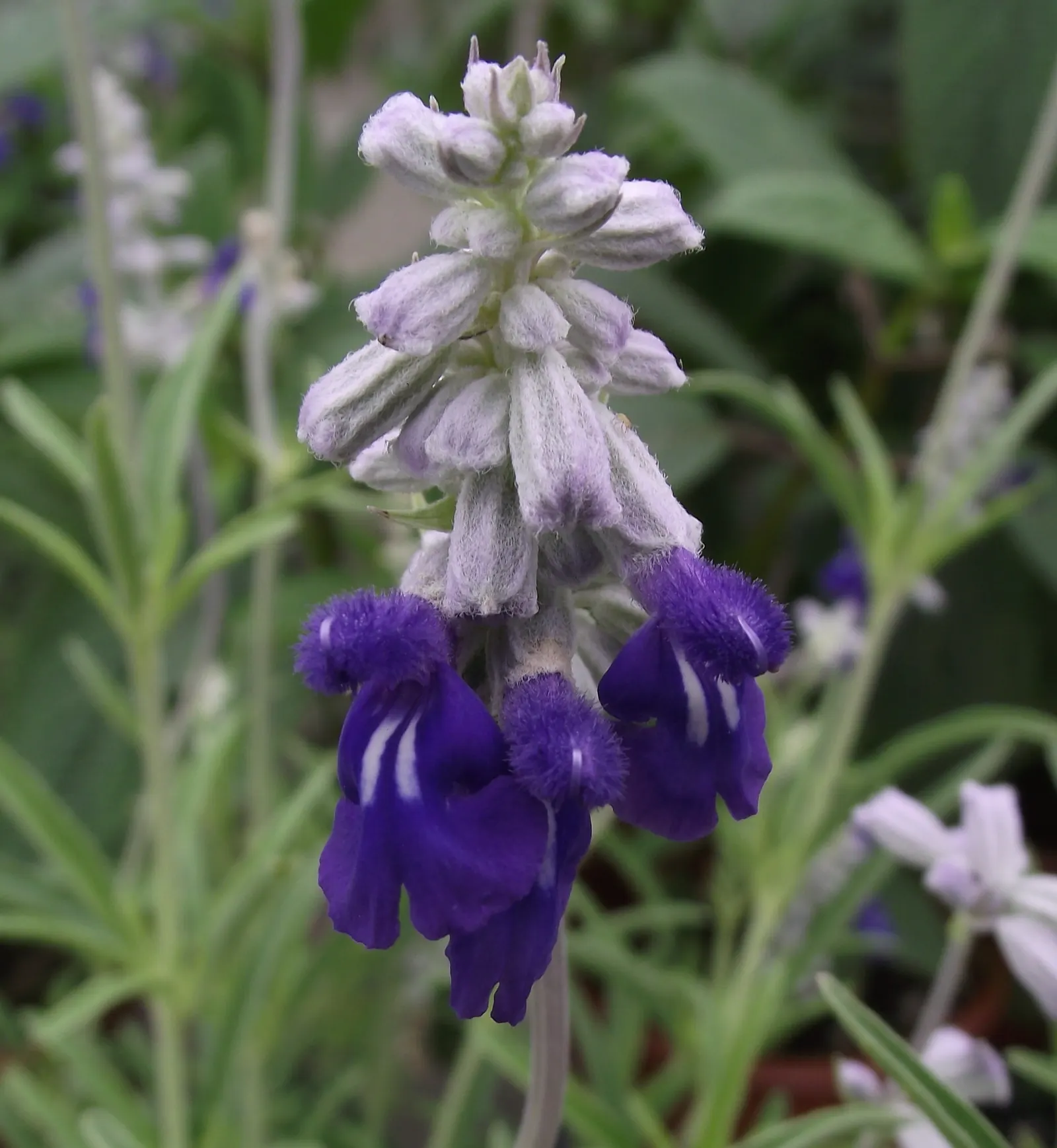 Mealycup Sage (Salvia Farinacea) — is a striking perennial that is well-suited for adding vibrant color and texture to your garden landscape