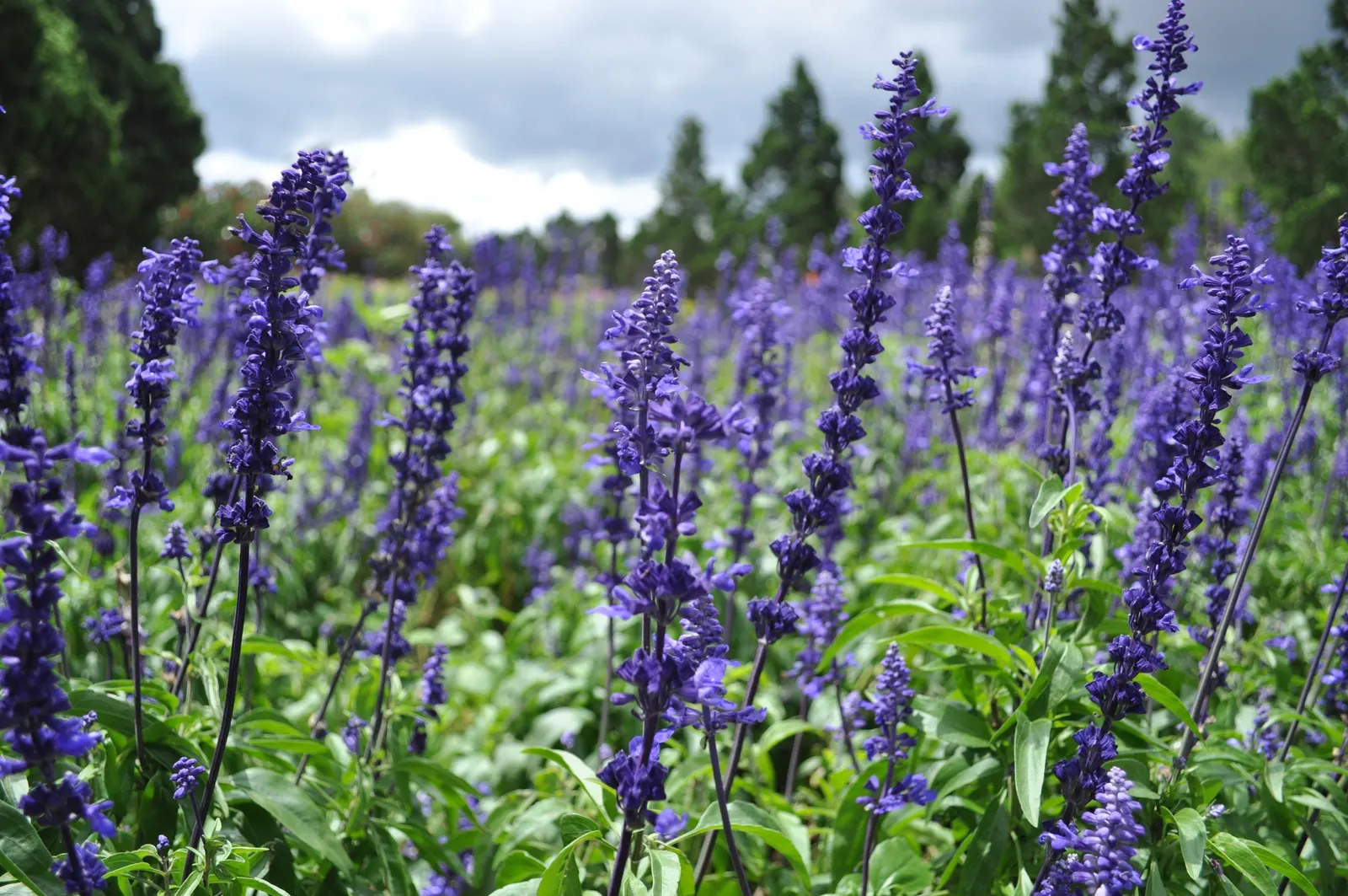 Mealycup Sage (Salvia Farinacea) — This plant is cold-hardy in USDA zones 7 to 10, but can be grown as an annual in cooler climates; salvia farinacea, commonly