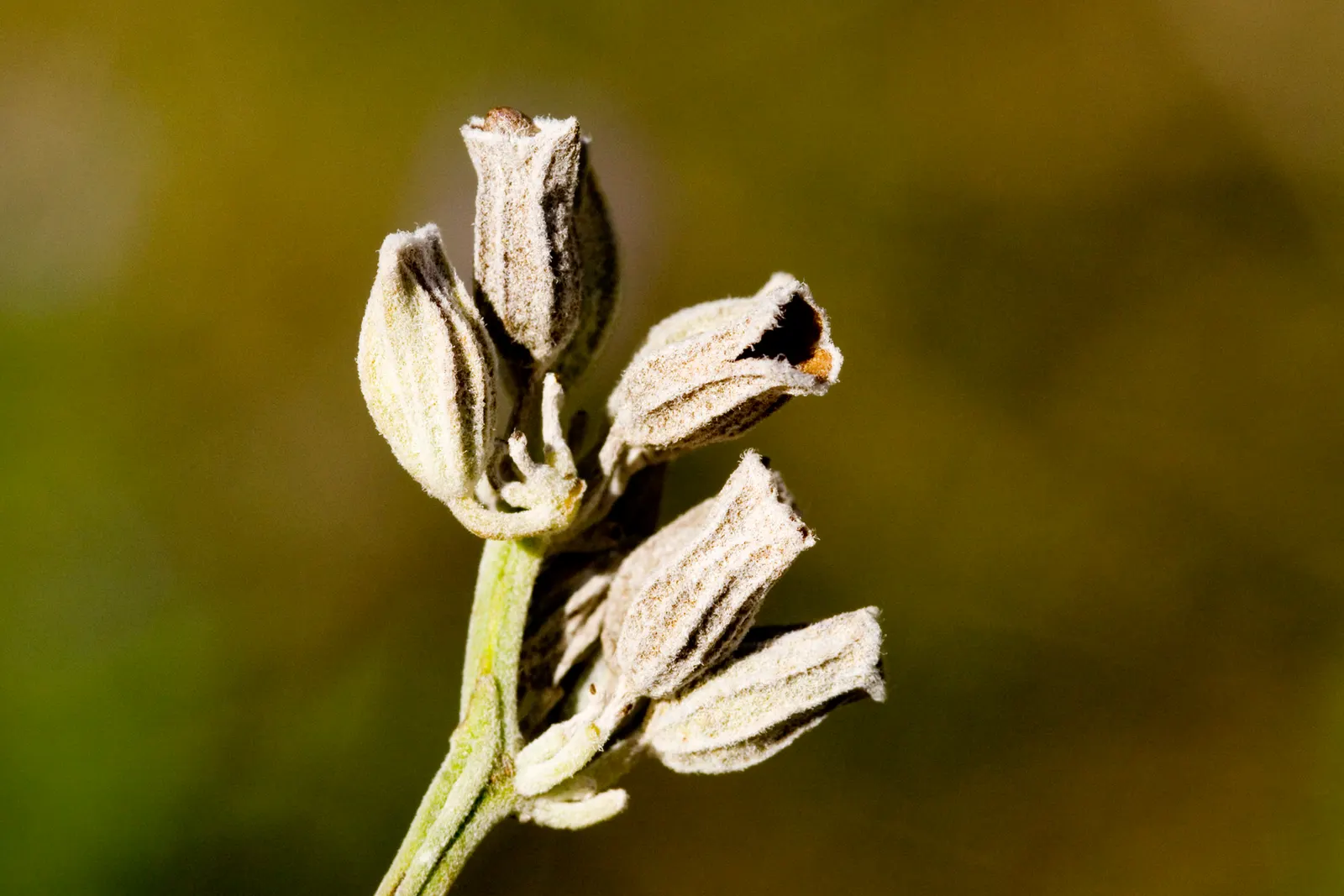 Mealycup Sage (Salvia Farinacea) — presenting hues of deep purples