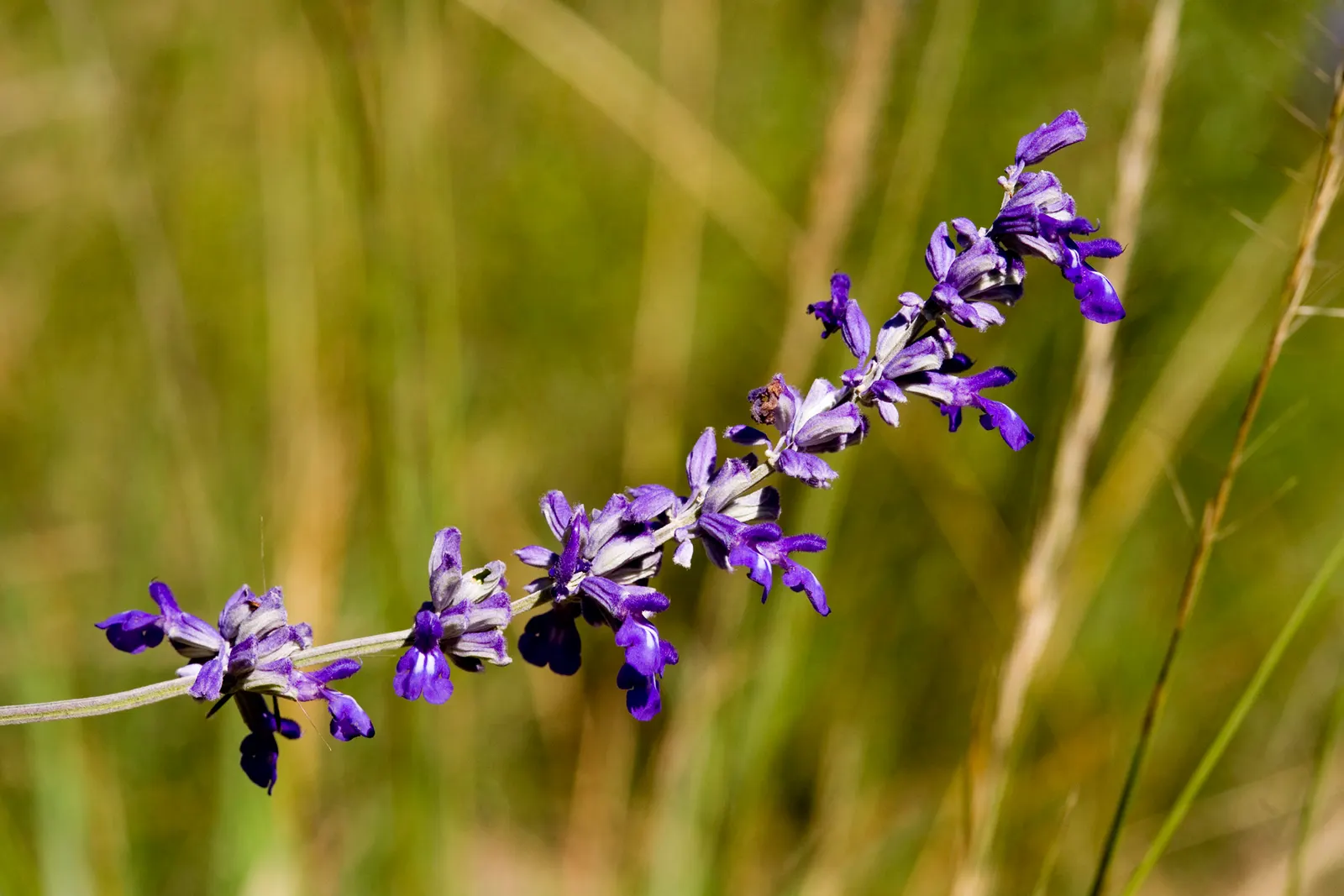 Mealycup Sage (Salvia Farinacea) — including hummingbirds and butterflies; blue and violet flowers in the garden, image 68