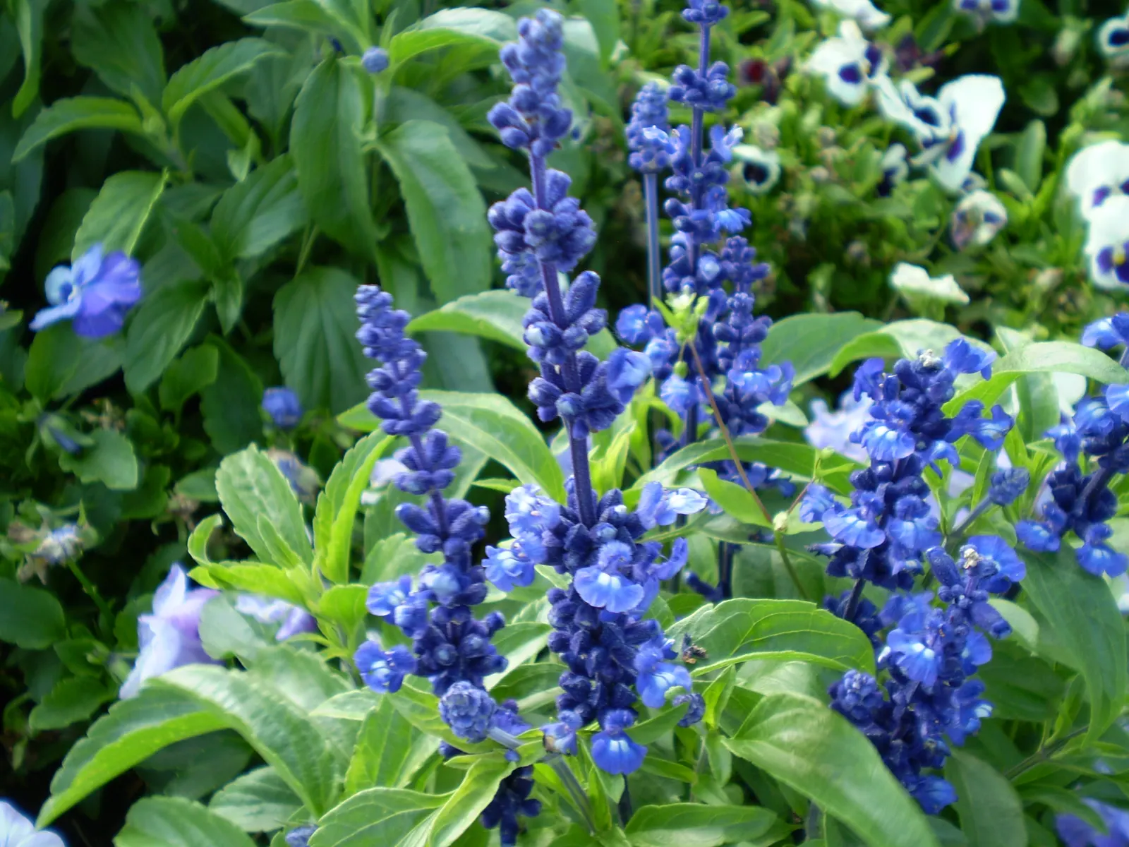 Mealycup Sage (Salvia Farinacea) — it reaches a mature height of 1-3 feet and spreads up to 1-2 feet wide; including hummingbirds and butterflies, image 78