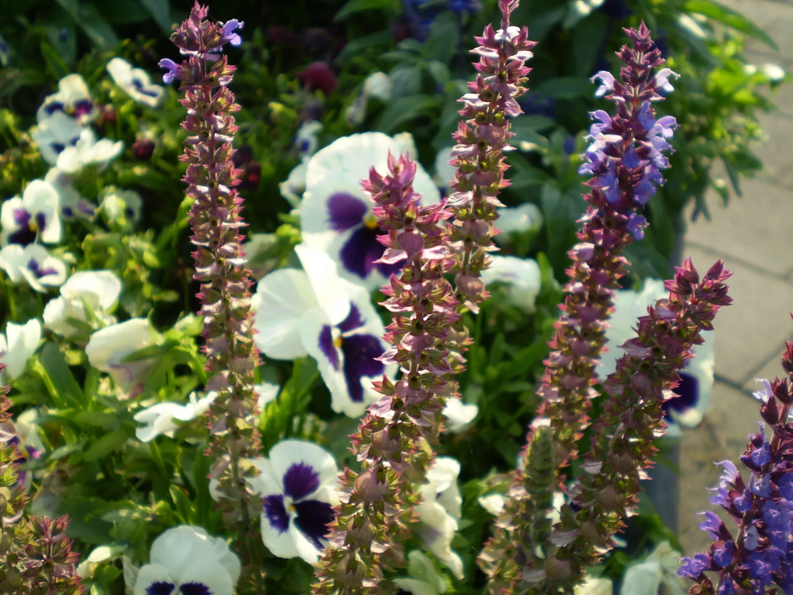 Mealycup Sage (Salvia Farinacea) — Its flowering season spans from late spring to fall, offering a long display of color; annual for full
