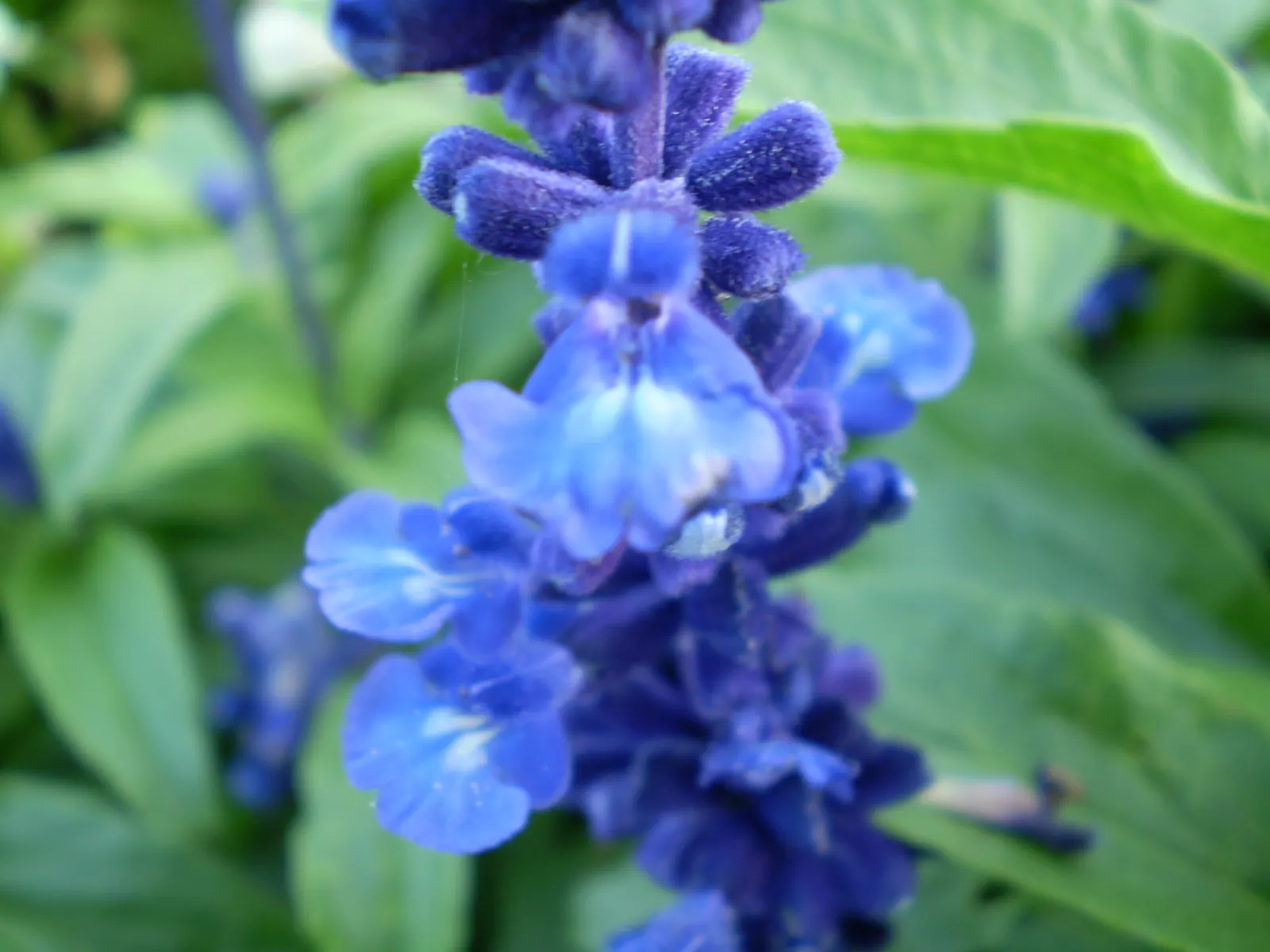 Mealycup Sage (Salvia Farinacea) — presenting hues of deep purples; distinguished by its elongated flower spikes dusted with a mealy white, image 91