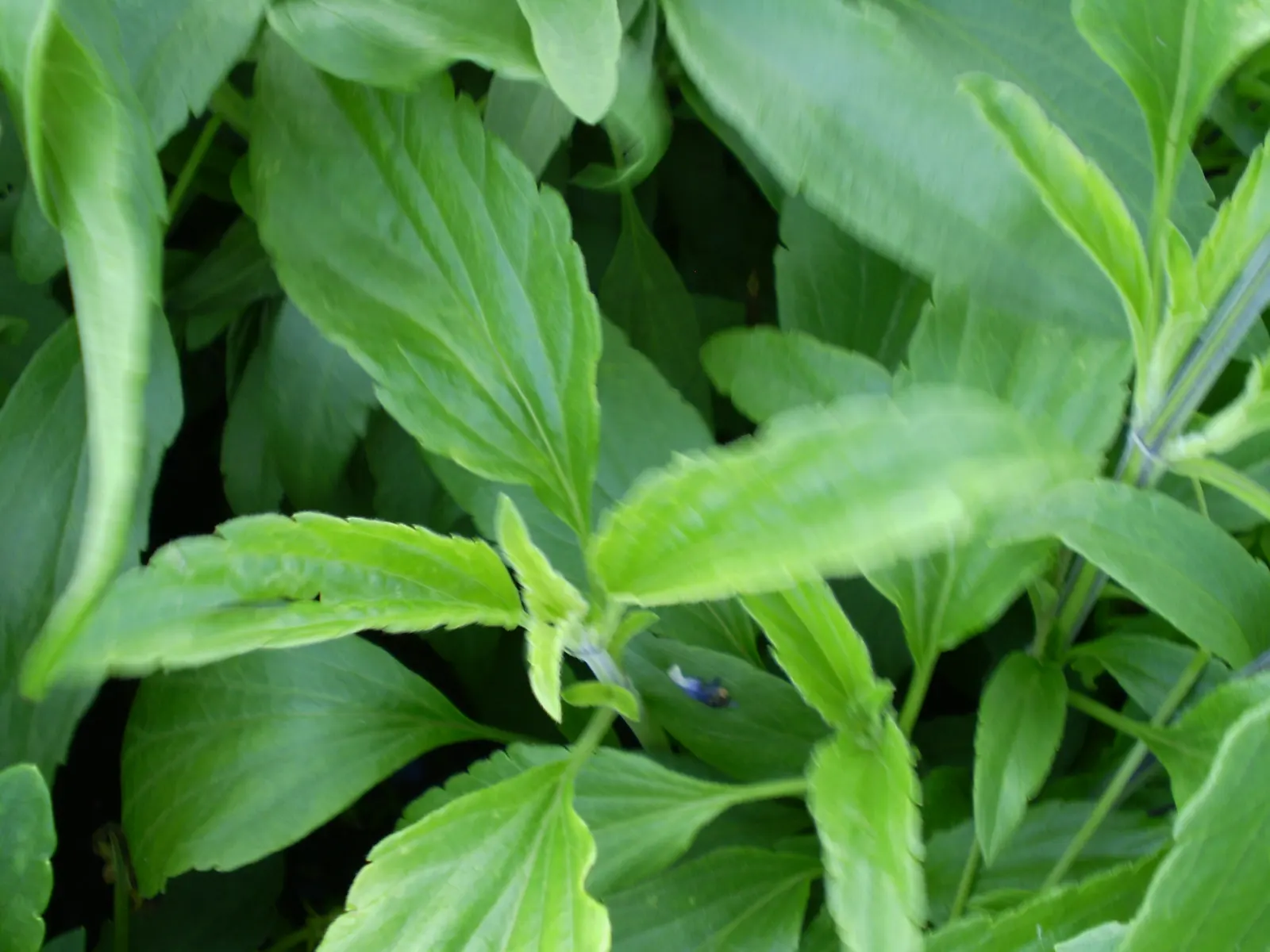 Mealycup Sage (Salvia Farinacea) — Regular deadheading will promote continuous blooming and maintain a tidy appearance