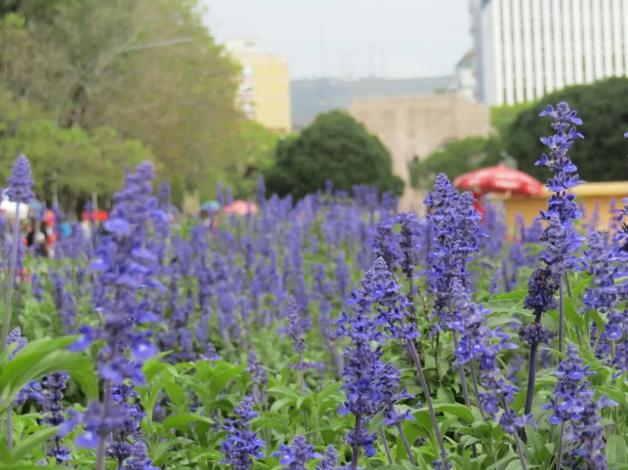 Mealycup Sage (Salvia Farinacea) — Its flowering season spans from late spring to fall, offering a long display of color; annual for full, image 54