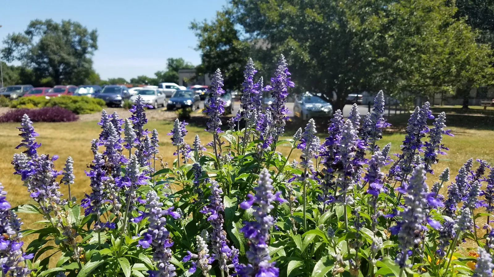 Mealycup Sage (Salvia Farinacea) — It\'s a member of the mint family; it reaches a mature height of 1-3 feet and spreads up to 1-2 feet wide, image 58
