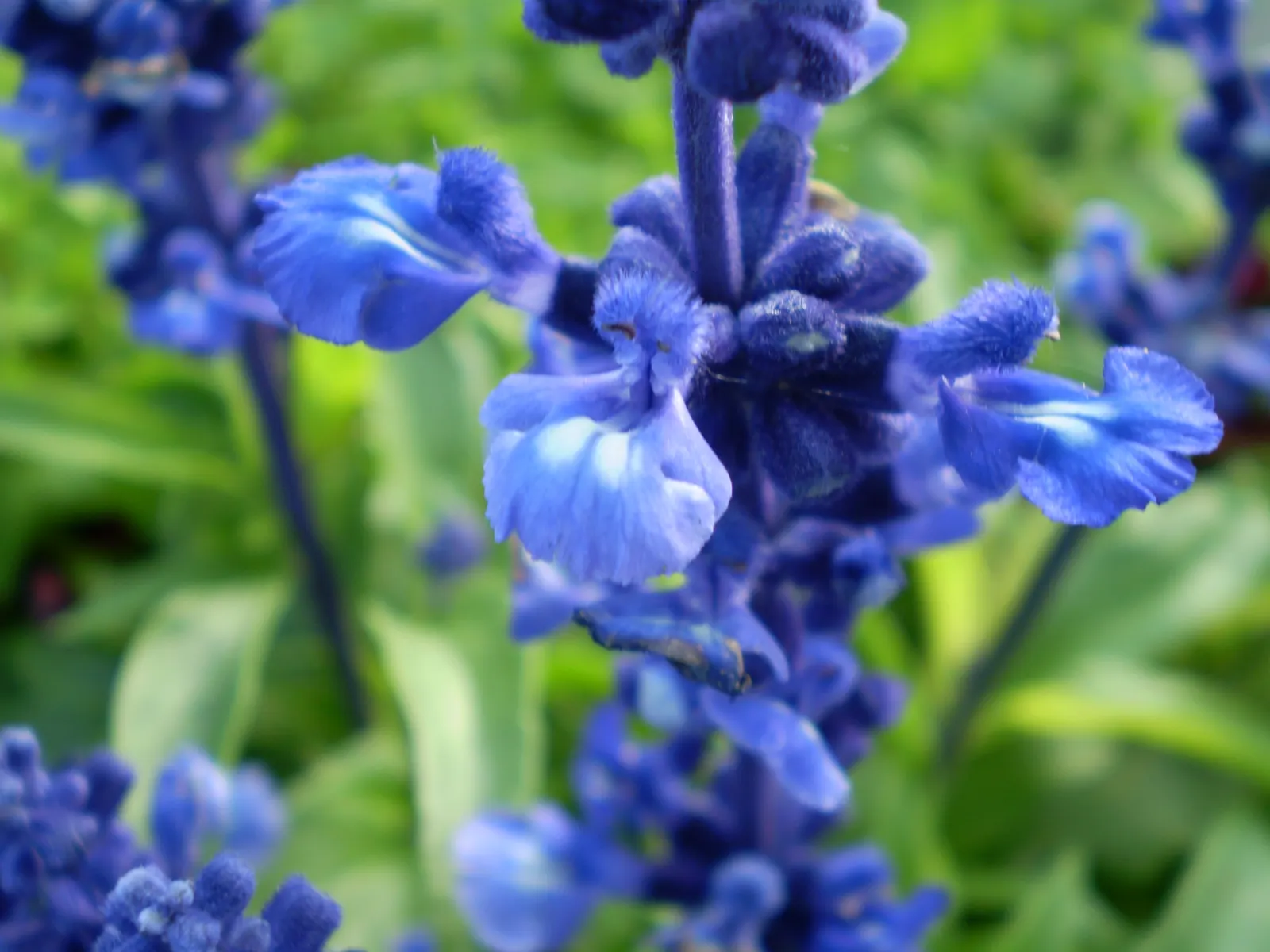 Mealycup Sage (Salvia Farinacea) — making it an excellent choice for mid-border plantings; drought-tolerant once established, it attracts, image 62