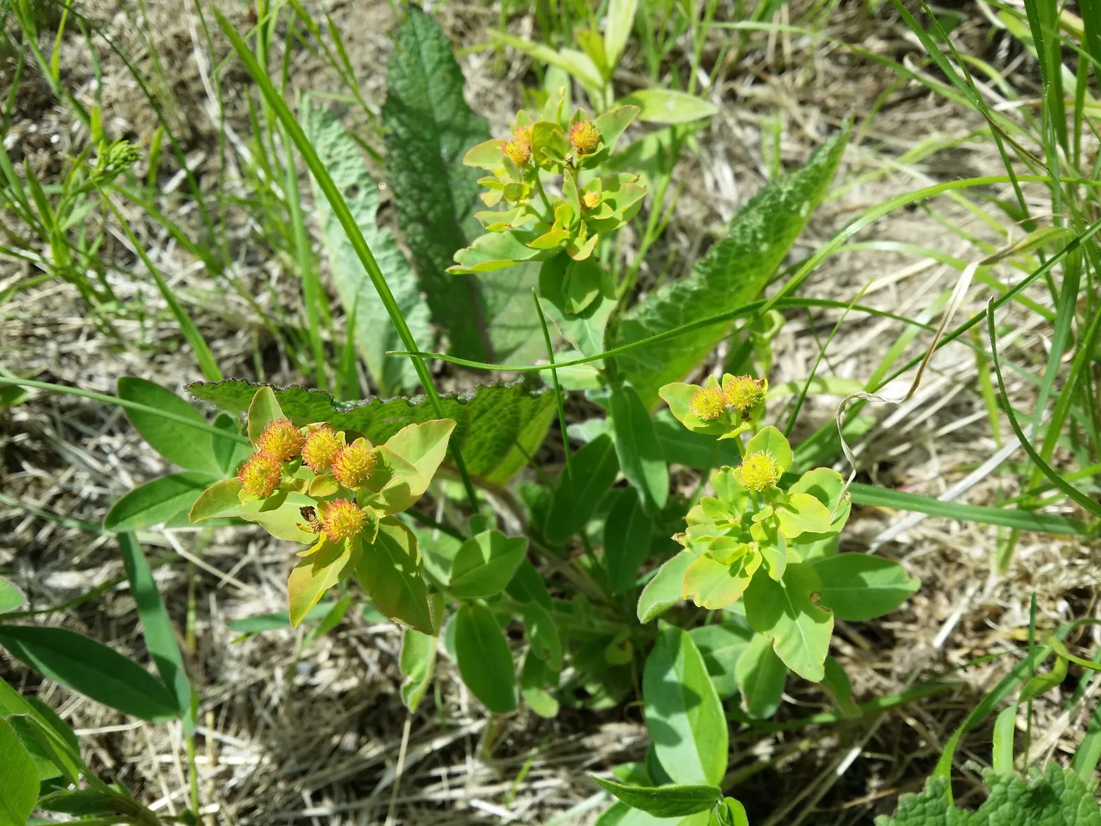 Cushion Spurge (Euphorbia Polychroma) — Thriving in full sun to part shade, it spans 12-18 inches high with an equal spread; the leaves can take on, image 90