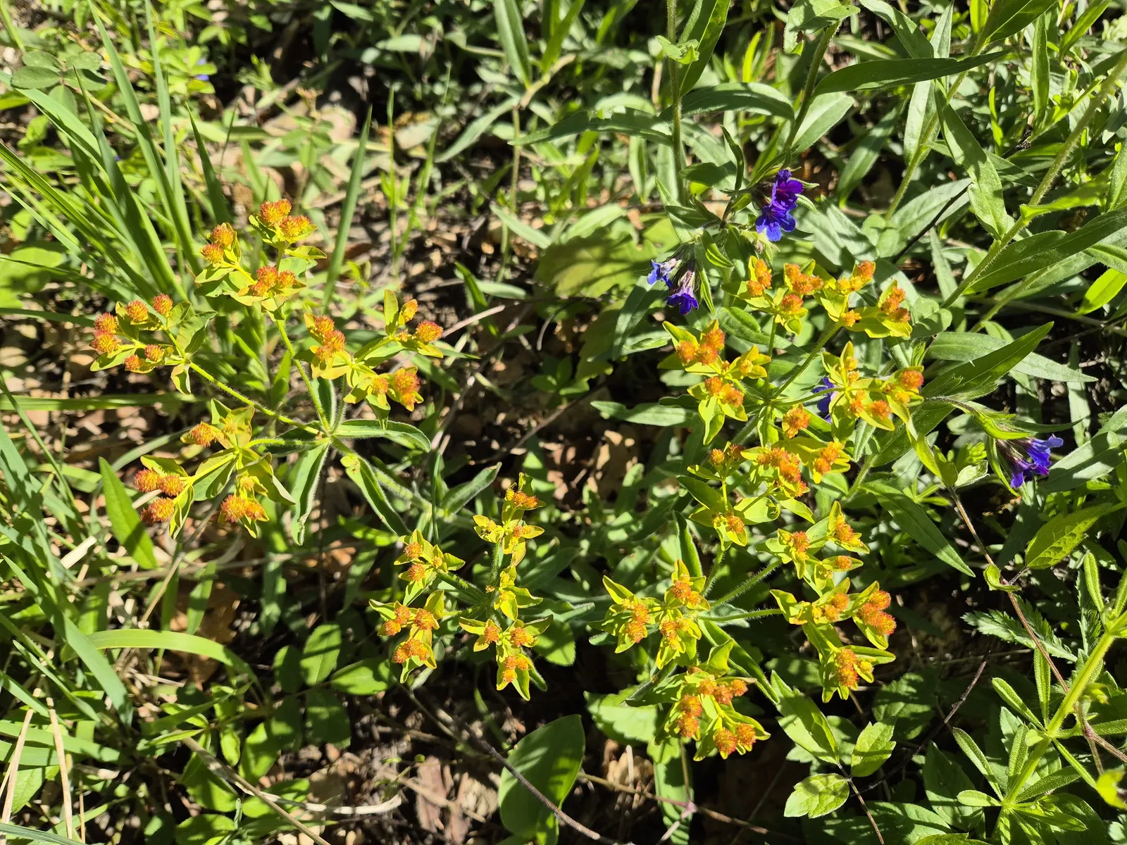 Cushion Spurge (Euphorbia Polychroma) — creating a cushion appearance; this resilient plant is known for its appealing, image 68