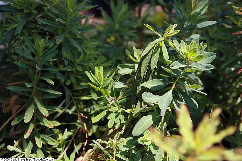 Cushion Spurge (Euphorbia Polychroma) — yellow flowers in the garden