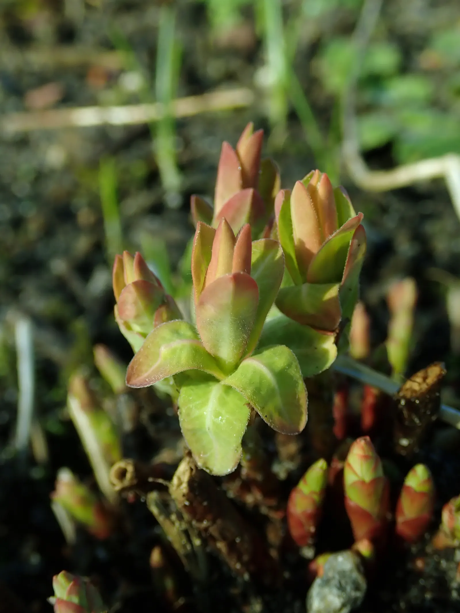 Cushion Spurge (Euphorbia Polychroma) — Cushion Spurge (Euphorbia polychroma) \nThis hardy; ideal for borders or rock gardens, its foliage turns, image 88