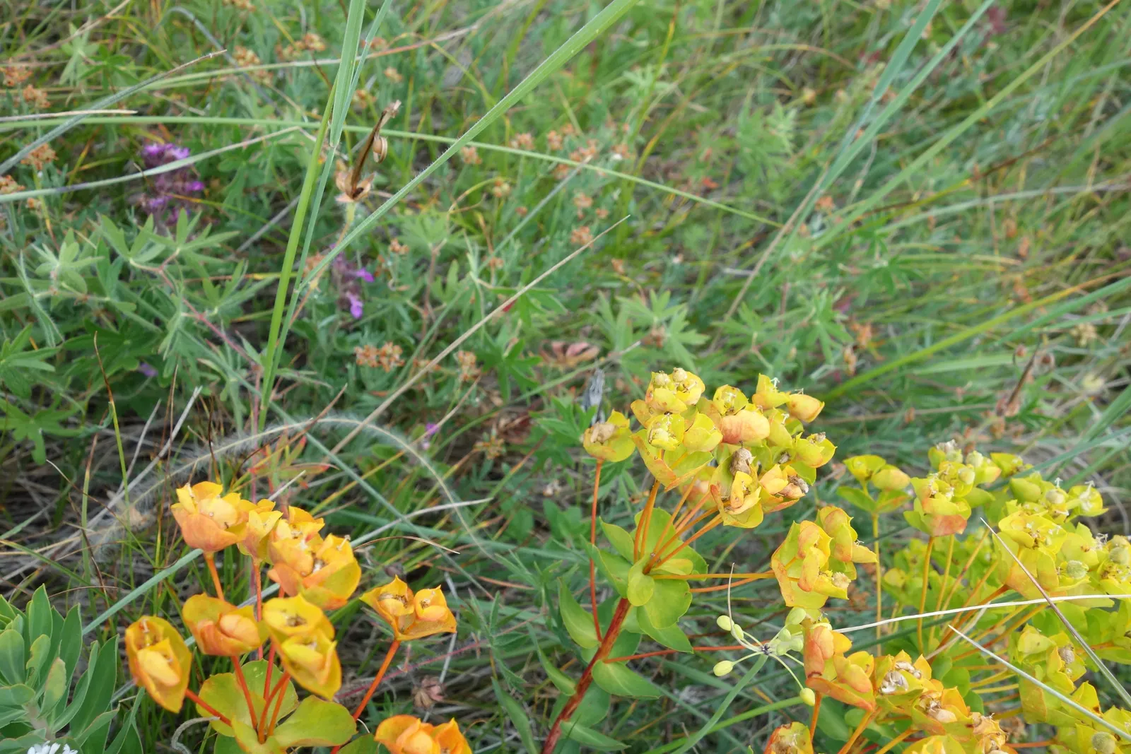 Cushion Spurge (Euphorbia Polychroma) — as the milky sap it exudes when cut or broken can be an irritant to the skin; uSDA zones 4-8, with excellent drought