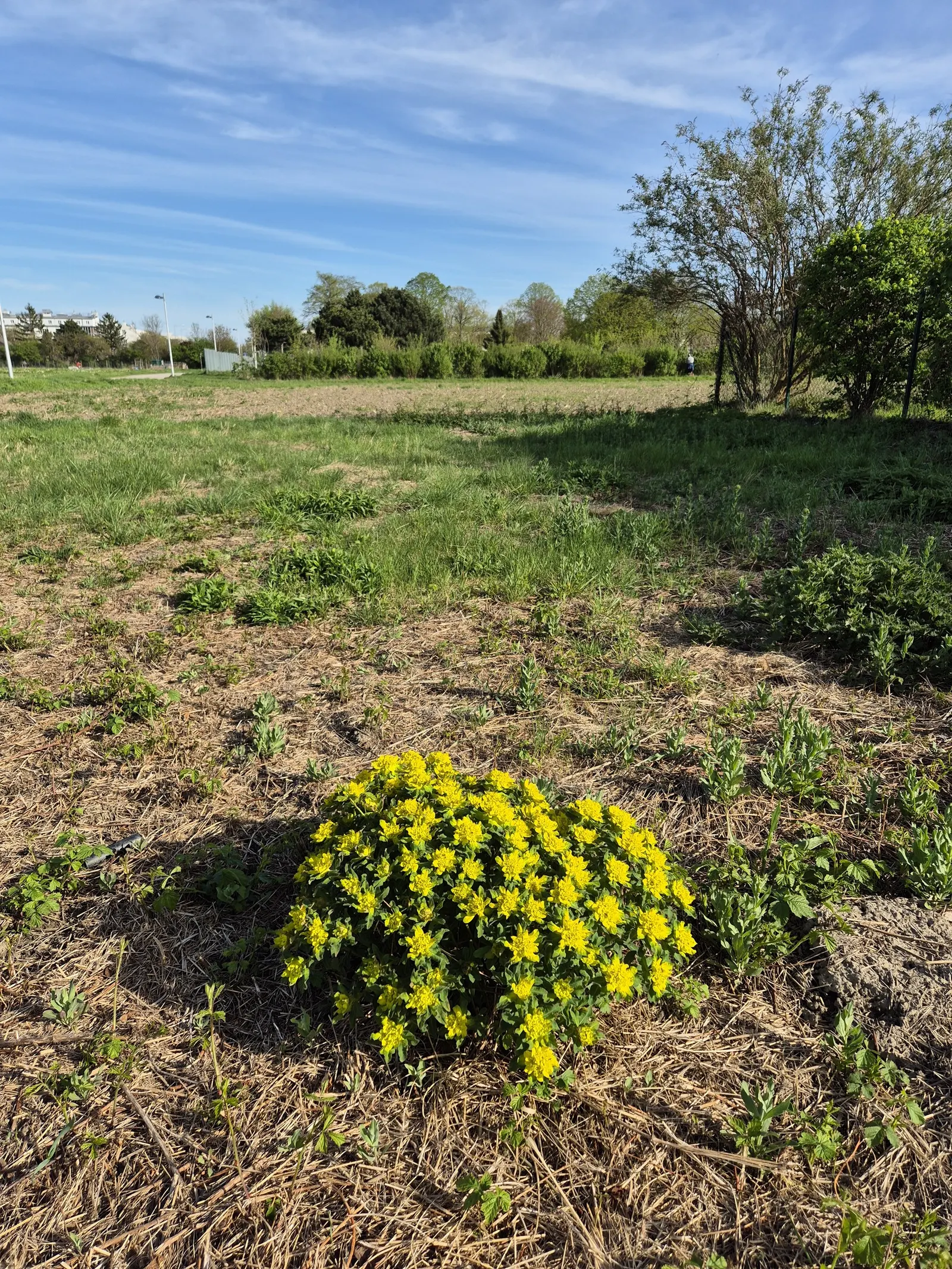 Cushion Spurge (Euphorbia Polychroma) — USDA zones 4-8, with excellent drought tolerance once established