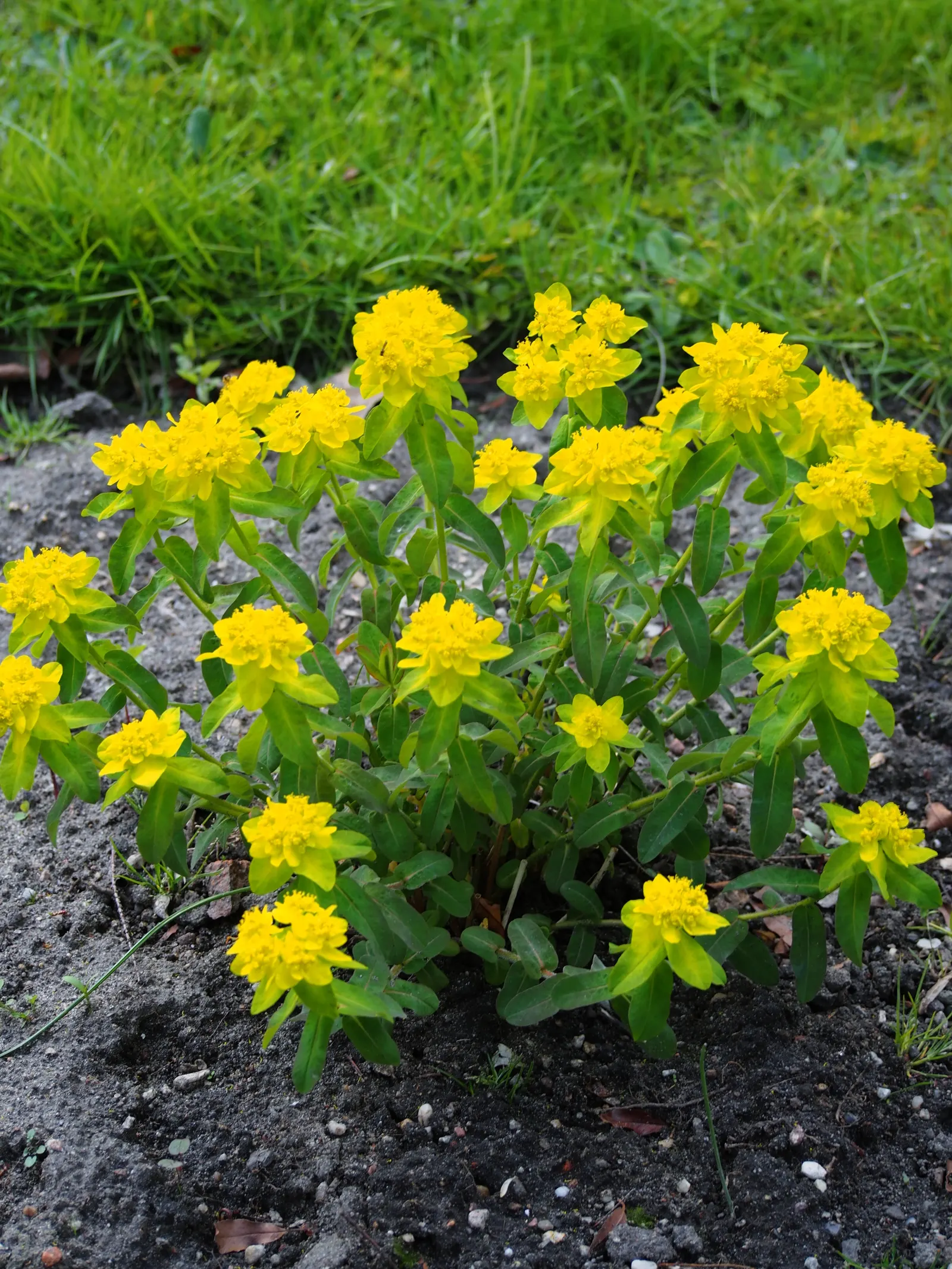 Cushion Spurge (Euphorbia Polychroma) — bract-surrounded yellow flowers; for an unbroken sweep of brilliant color, image 99