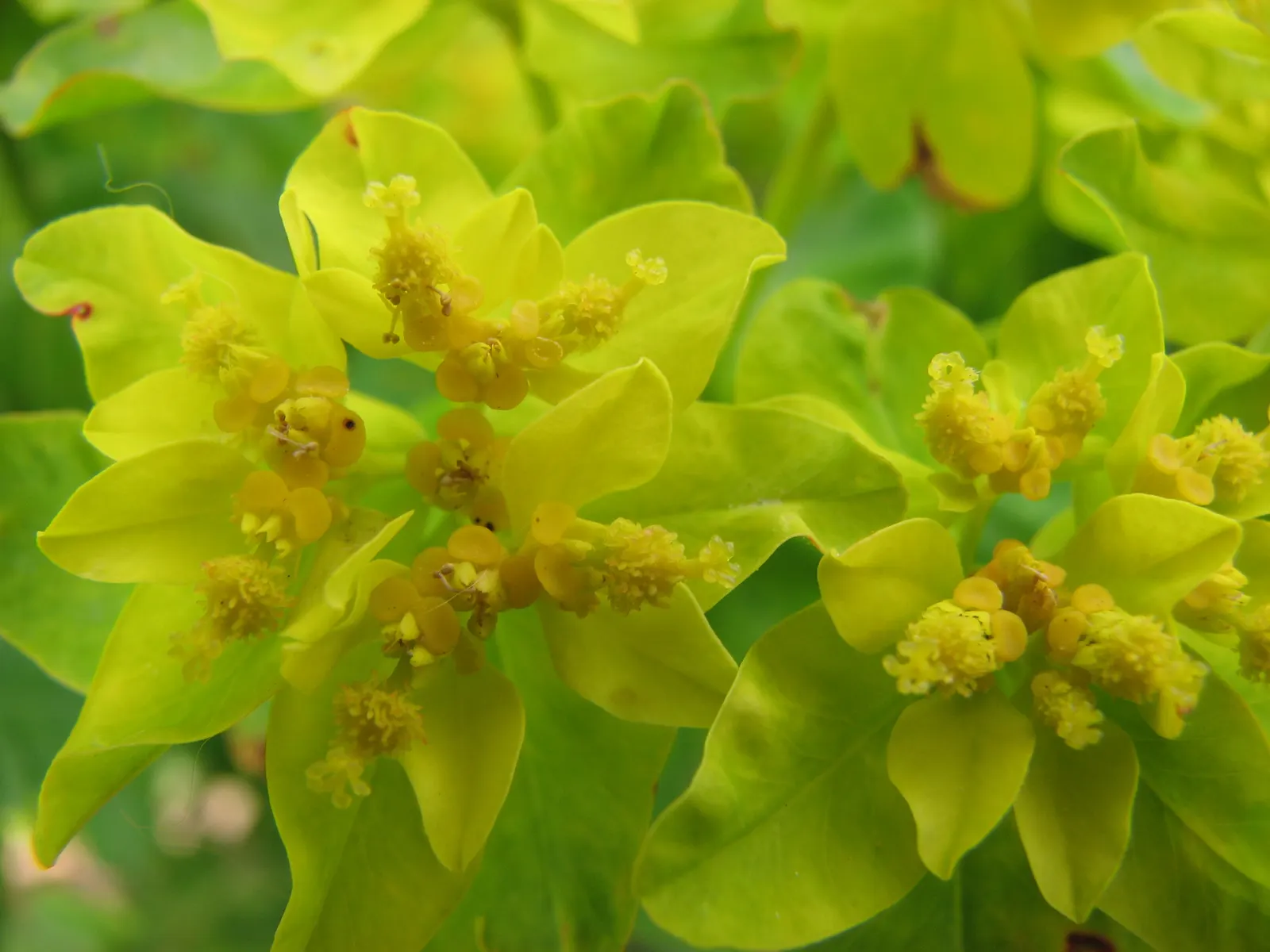 Cushion Spurge (Euphorbia Polychroma) — bract-surrounded yellow flowers; for an unbroken sweep of brilliant color, image 70