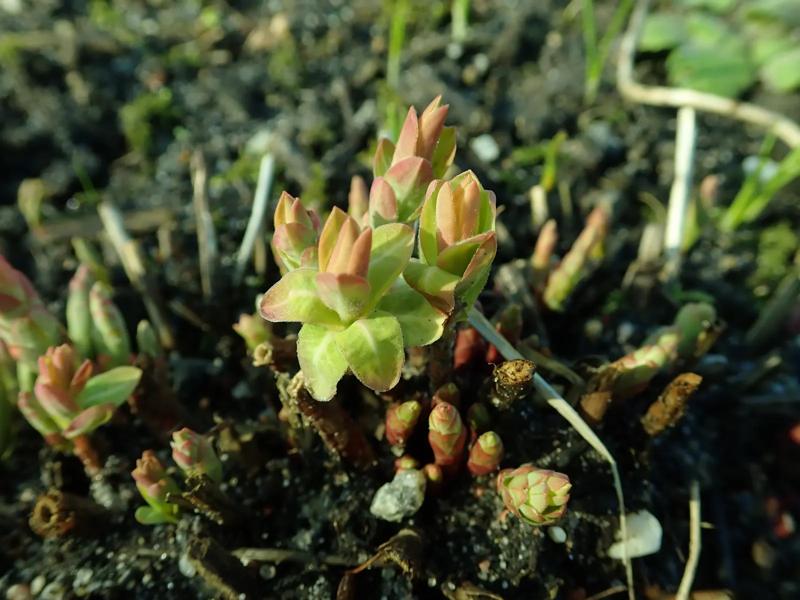 Cushion Spurge (Euphorbia Polychroma) — the Cushion Spurge thrives in full sun to partial shade and prefers well-drained soil; it is also, image 78