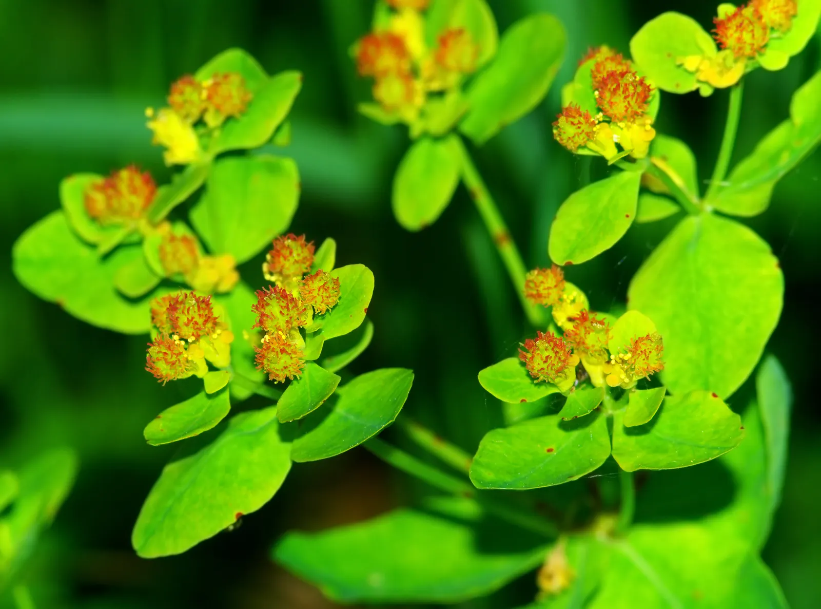 Cushion Spurge (Euphorbia Polychroma) — offering an extended display of color; perennial for full or half