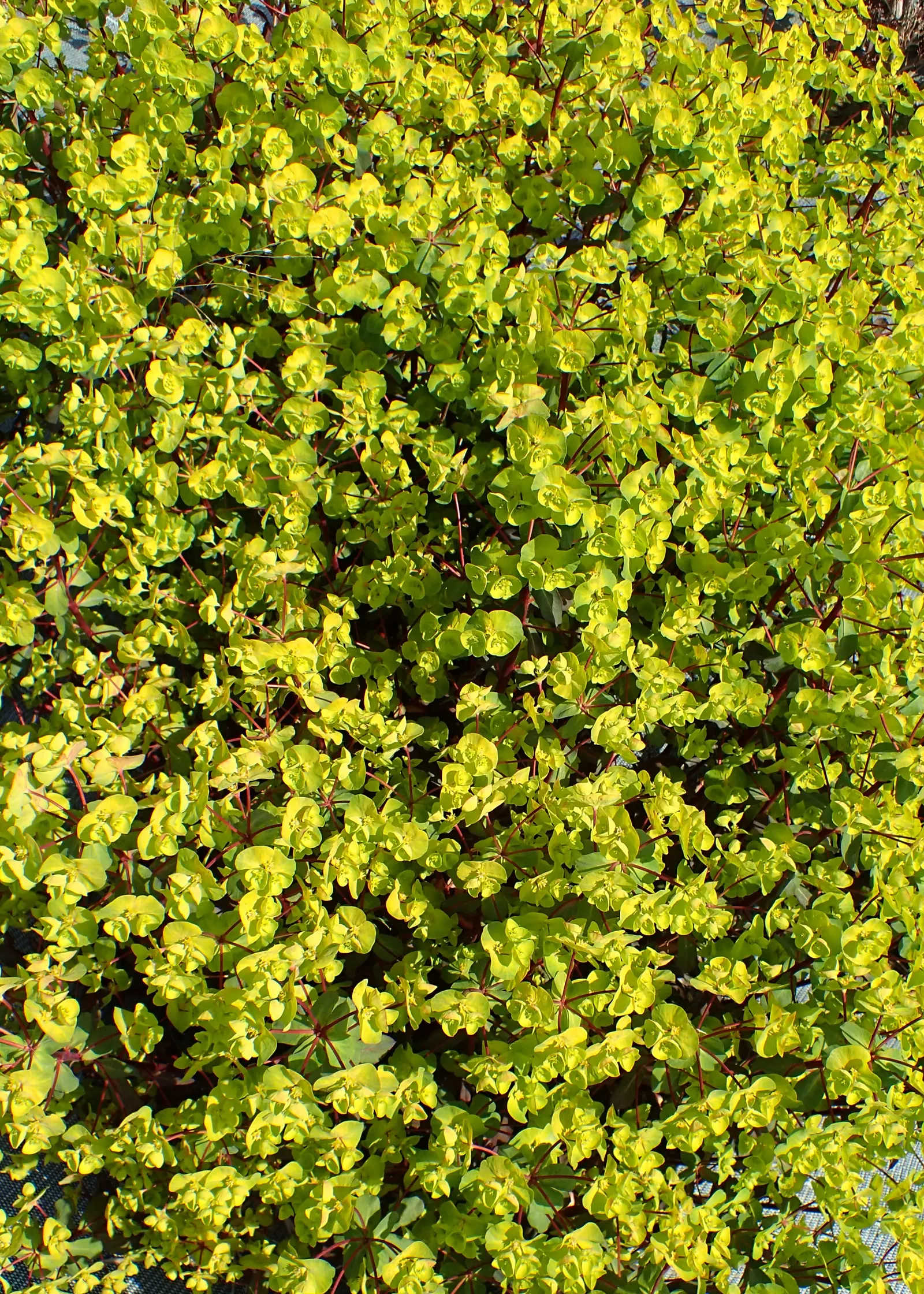 Cushion Spurge (Euphorbia Polychroma) — perennial with yellow blooms