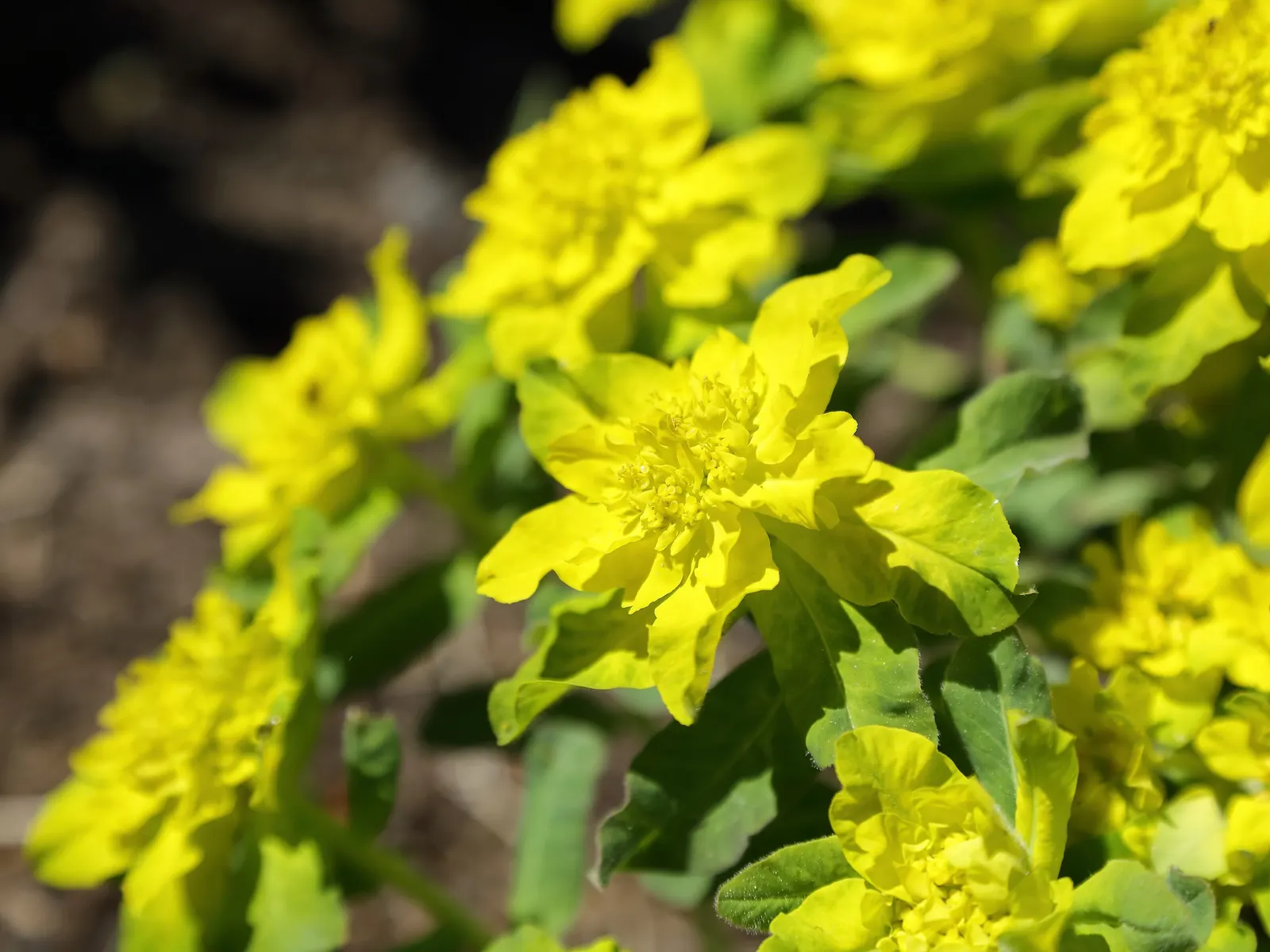 Cushion Spurge (Euphorbia Polychroma) — which come to life in the spring; cushion Spurge (Euphorbia polychroma) \nThis hardy