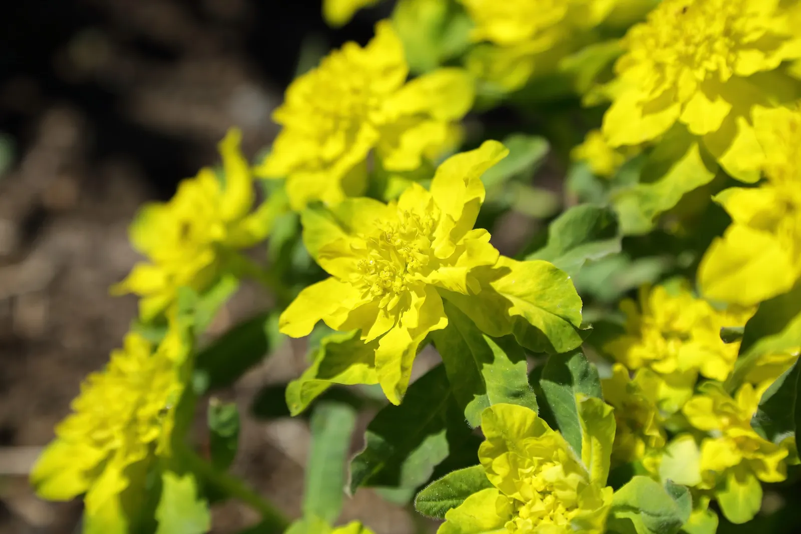 Cushion Spurge (Euphorbia Polychroma) — scientifically known as Euphorbia polychroma