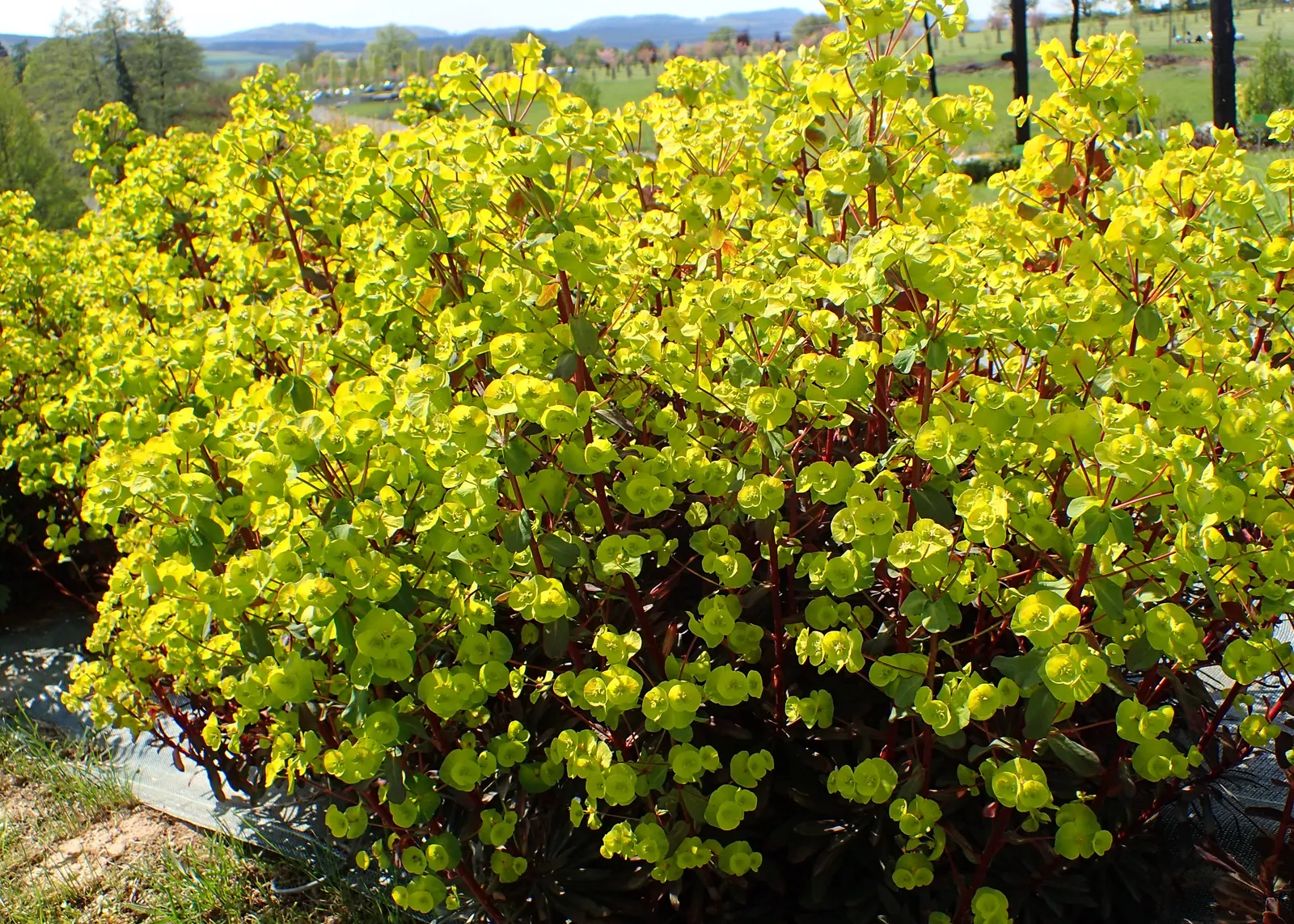 Cushion Spurge (Euphorbia Polychroma) — Caution: sap may irritate skin; thriving in full sun to part shade, it spans 12-18 inches high with an, image 121