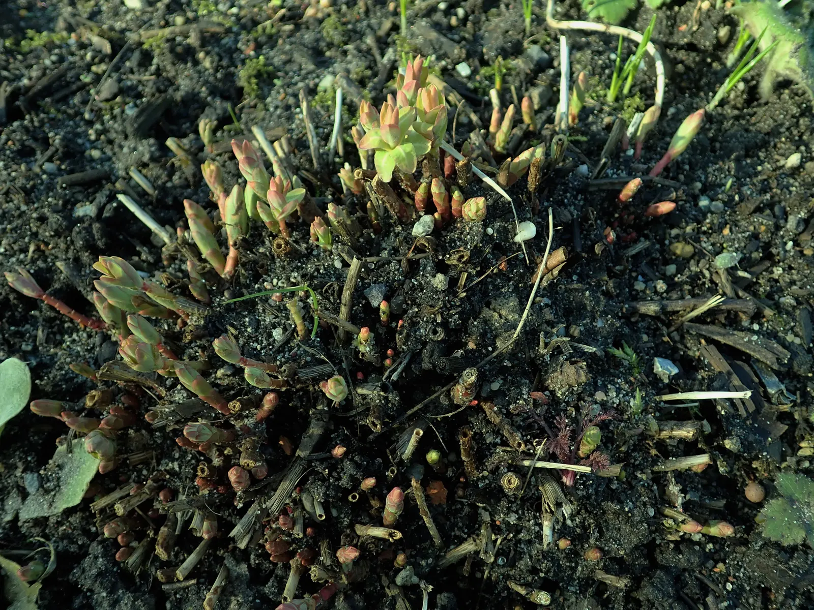 Cushion Spurge (Euphorbia Polychroma) — forming a perfect backdrop for its showy
